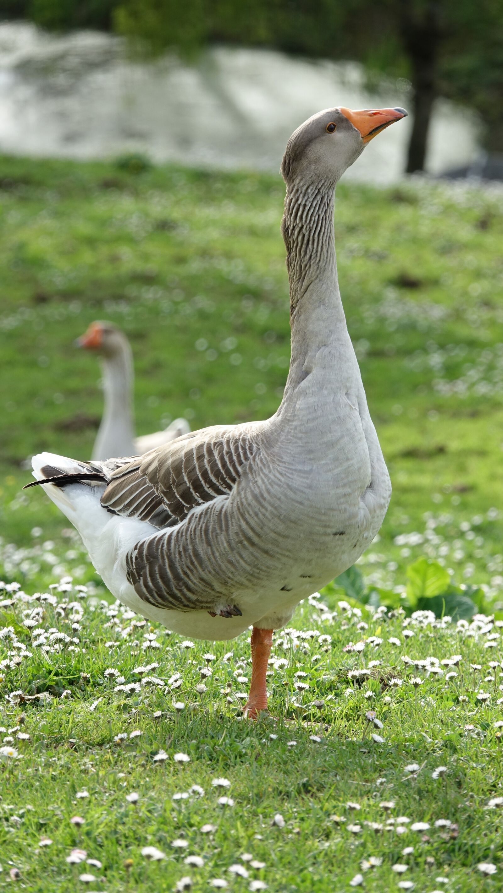 Sony Cyber-shot DSC-RX10 III sample photo. Goose, fauna, animal photography