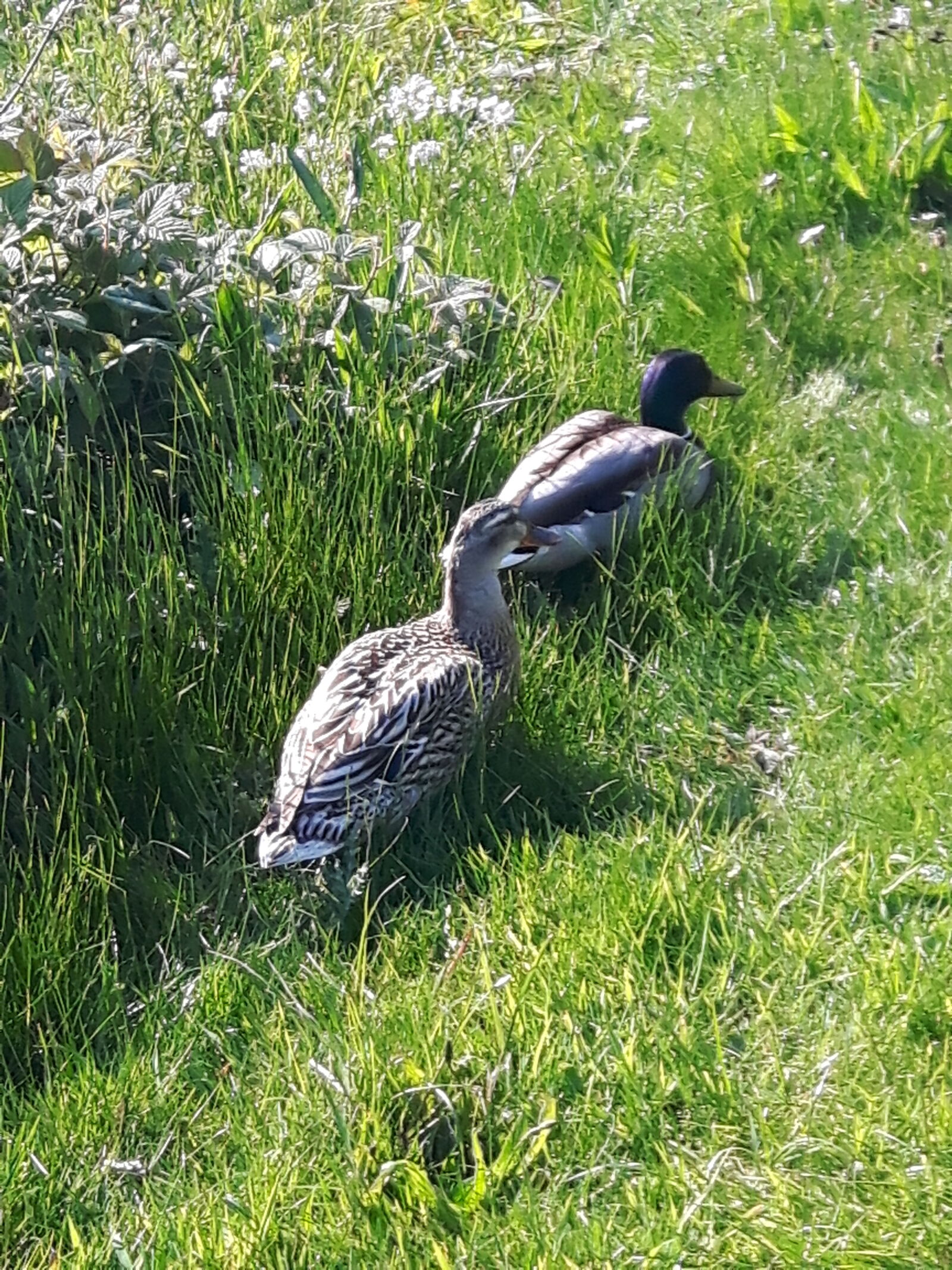 Samsung Galaxy S5 Neo sample photo. Birds, ducks, field, grass photography