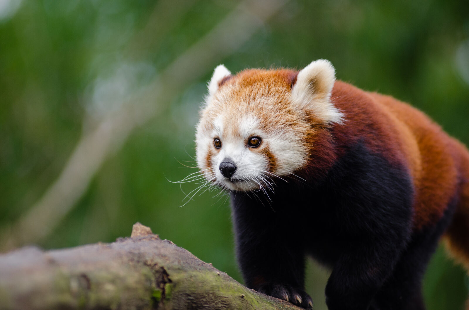 AF Zoom-Nikkor 80-200mm f/2.8 ED sample photo