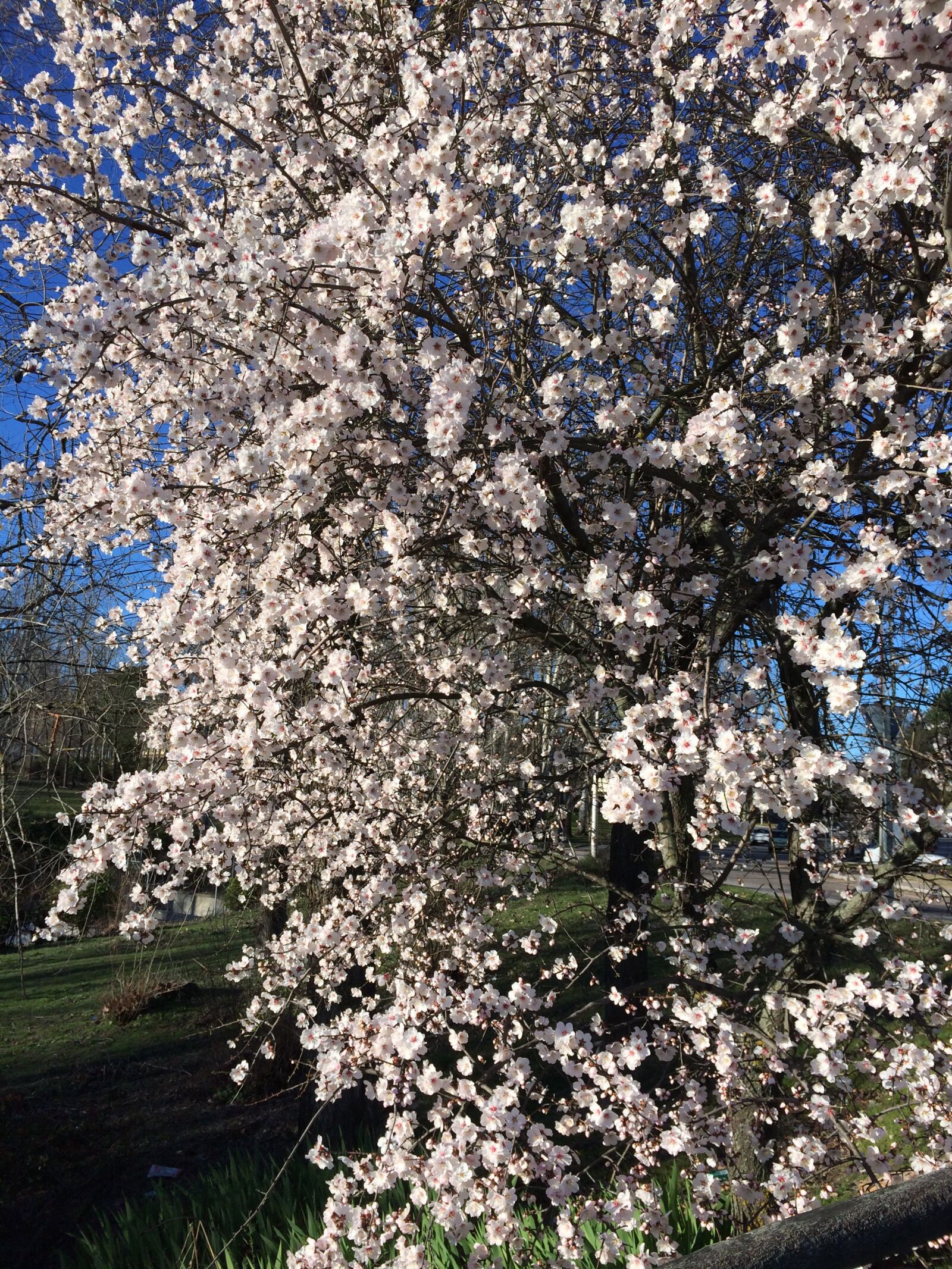 iPhone 5s back camera 4.12mm f/2.2 sample photo. Cherry, flowers, tree photography