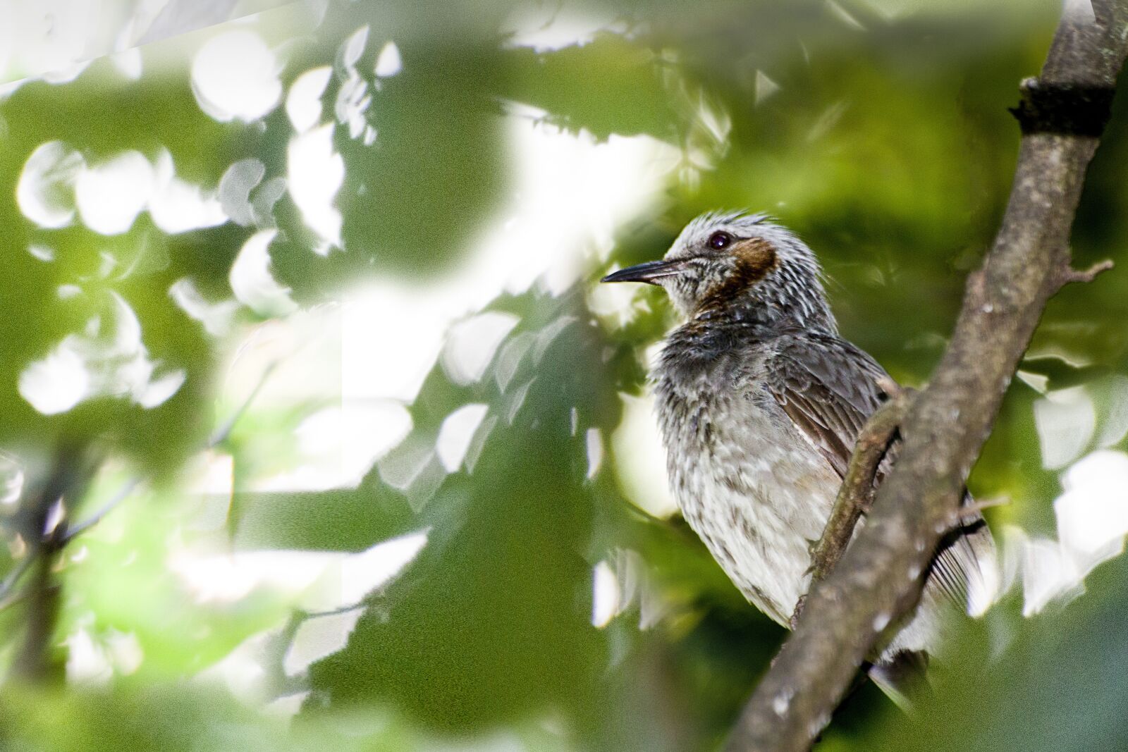 Canon EOS 600D (Rebel EOS T3i / EOS Kiss X5) sample photo. New, birds, resident bird photography