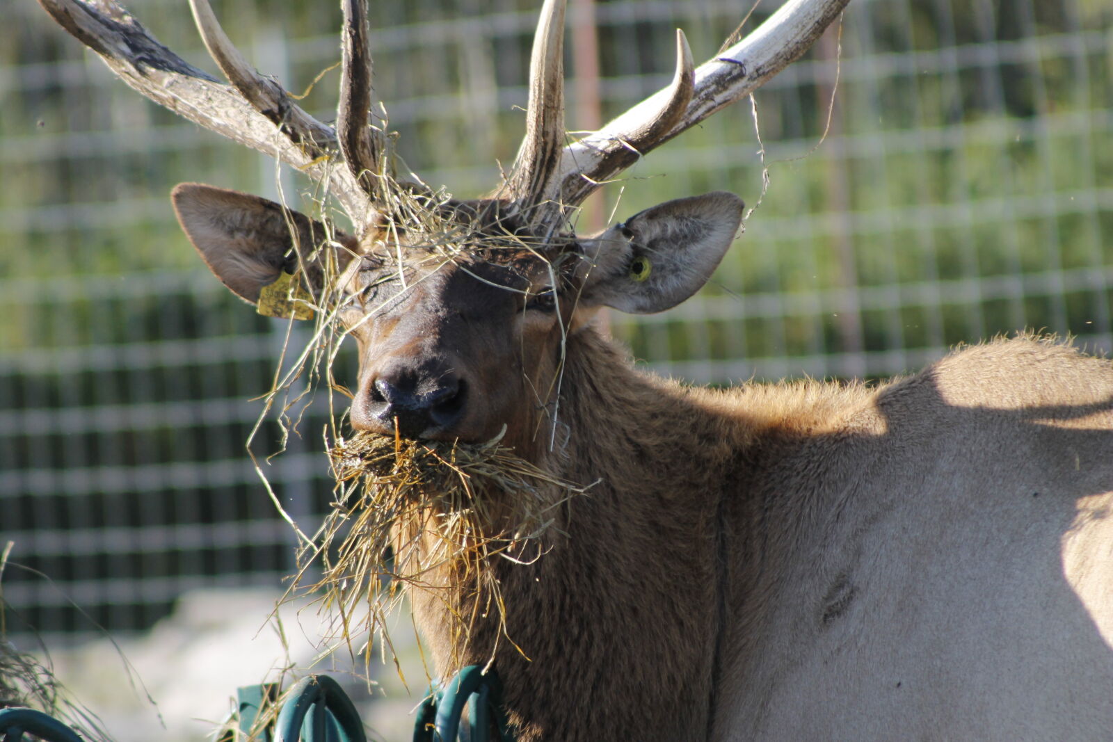 Canon EOS 1100D (EOS Rebel T3 / EOS Kiss X50) + Canon EF 75-300mm f/4-5.6 USM sample photo. Deer, elk, wapiti photography