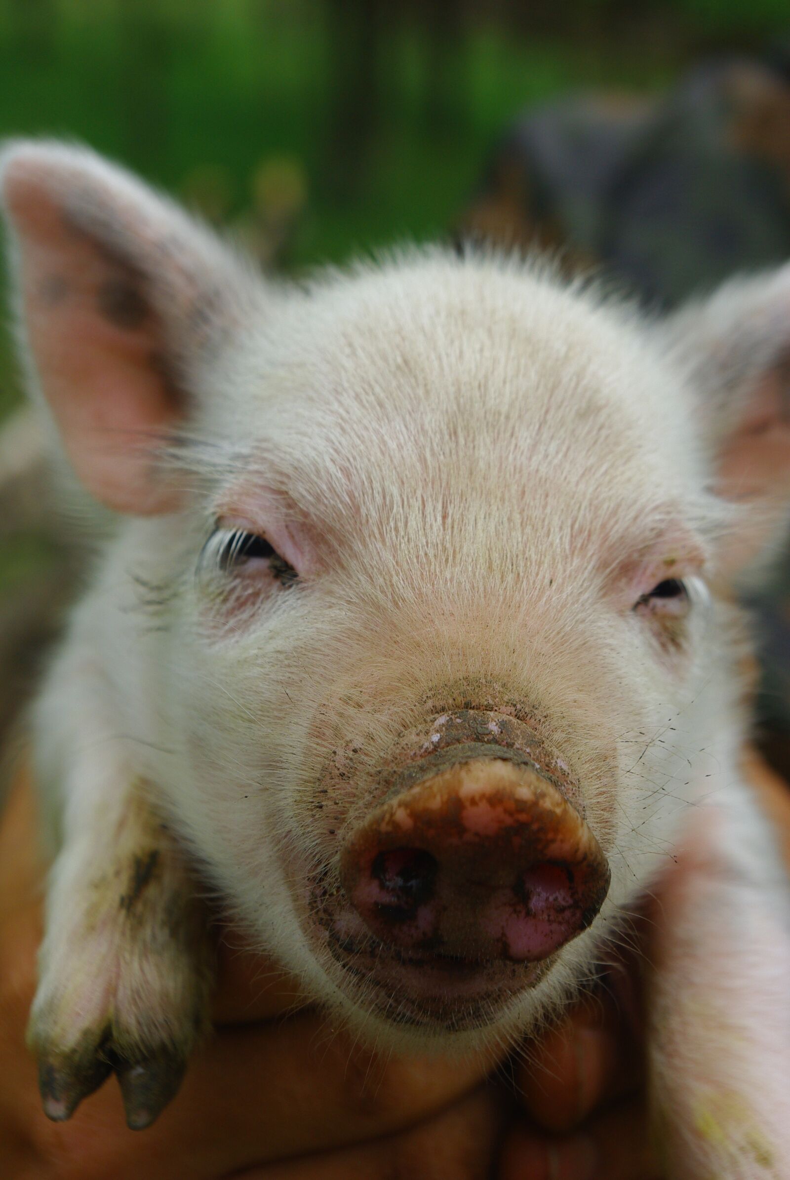 Pentax K200D sample photo. Pig, animal, farm photography