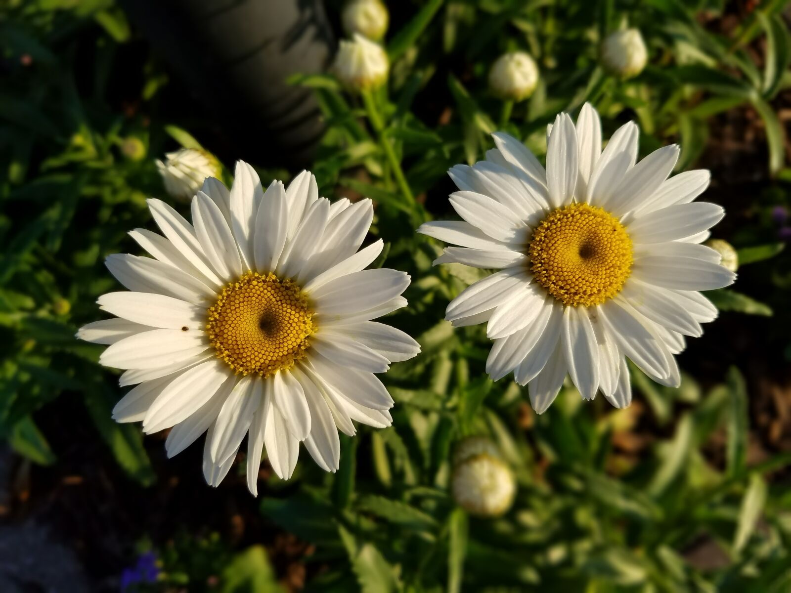 Samsung Galaxy S7 sample photo. Daisies, floral, flowers photography