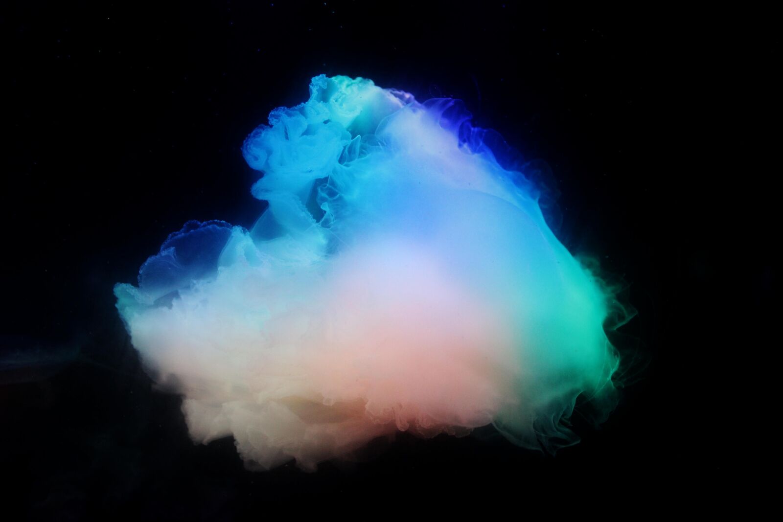Canon EOS 600D (Rebel EOS T3i / EOS Kiss X5) sample photo. Jellyfish, nature, world photography