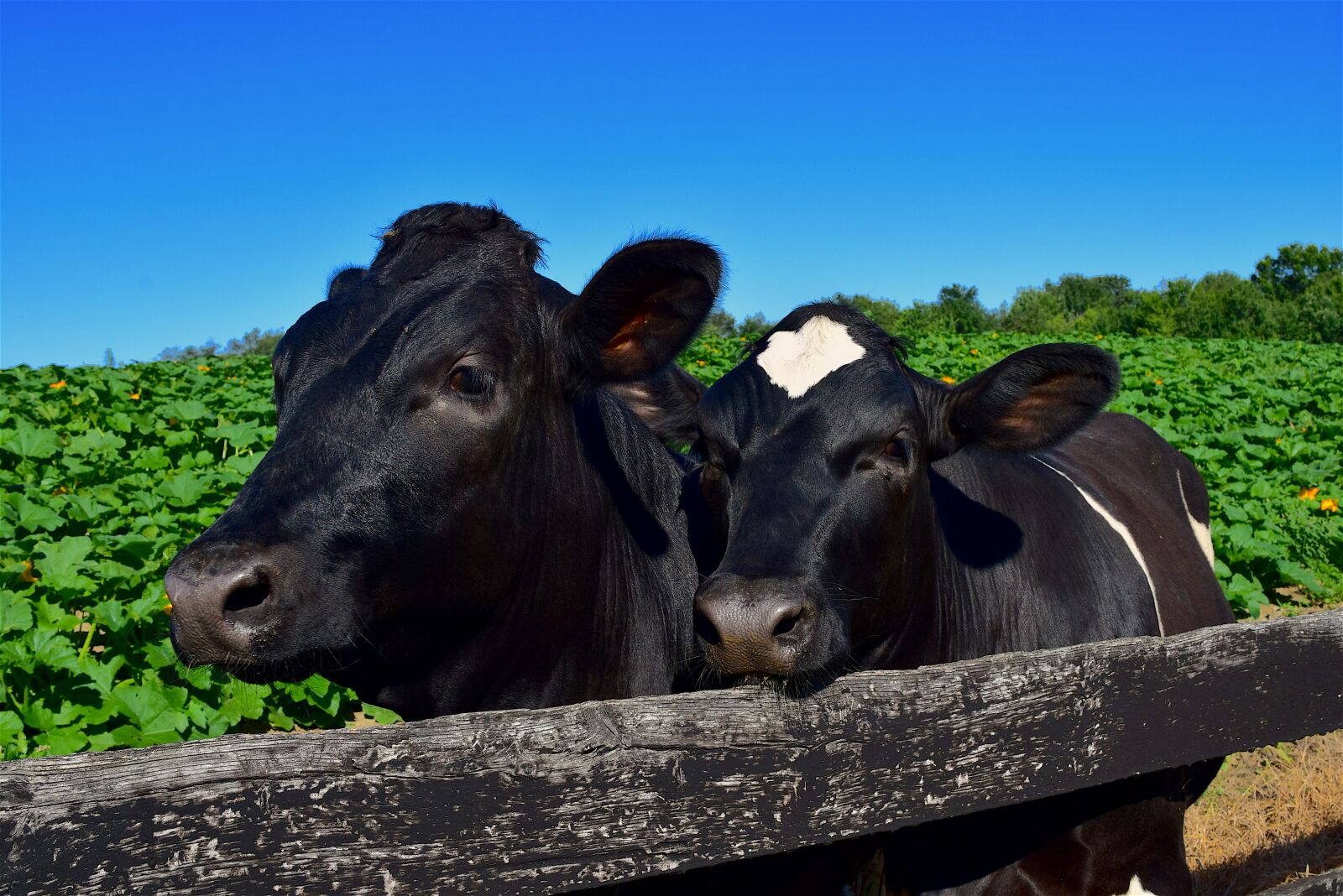 Nikon D3300 sample photo. Cows, cuddling, happy photography