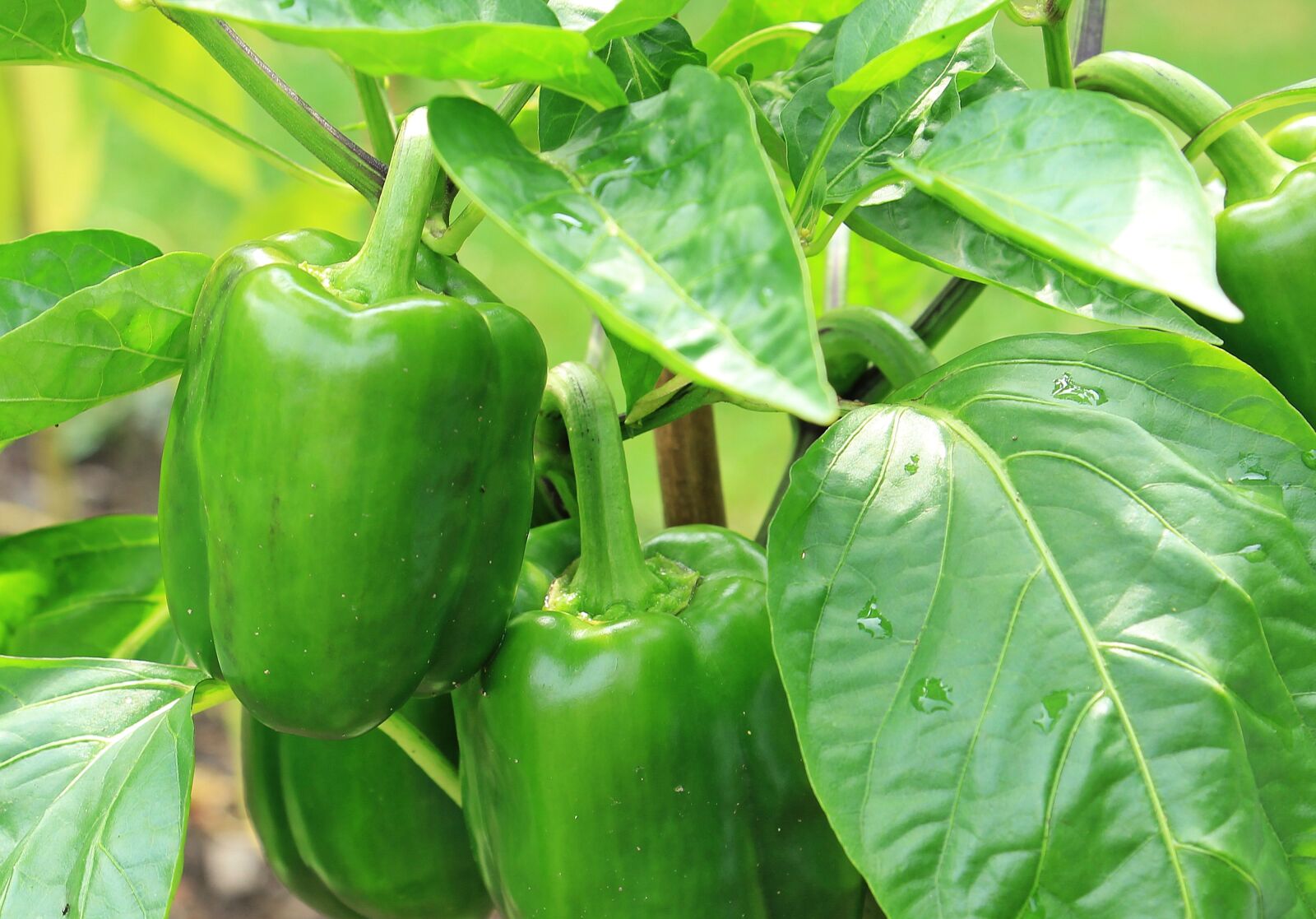Canon EOS 550D (EOS Rebel T2i / EOS Kiss X4) sample photo. Paprika, nachtschattengew chs, green photography