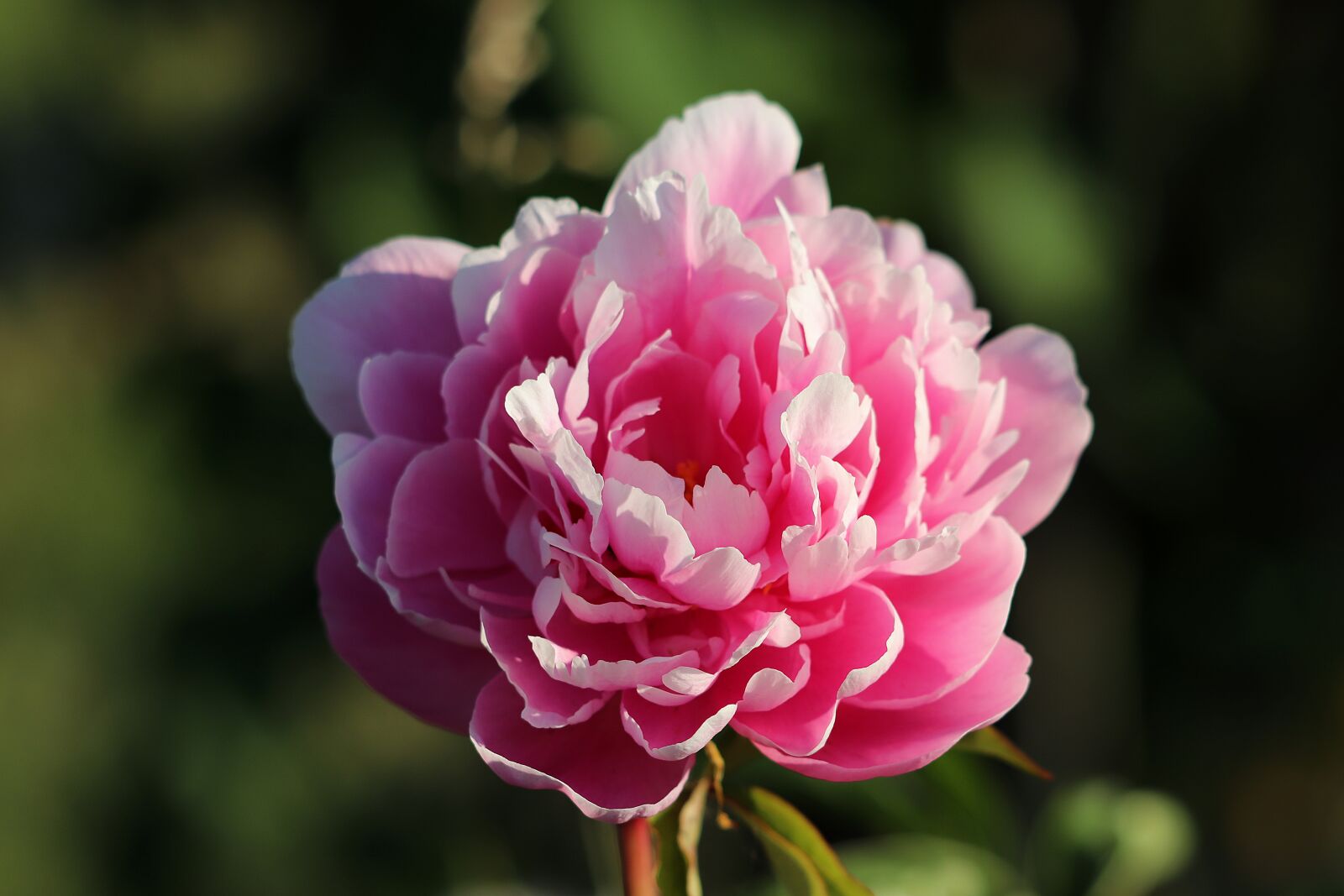 Canon EOS 77D (EOS 9000D / EOS 770D) sample photo. Peony, blossom, bloom photography