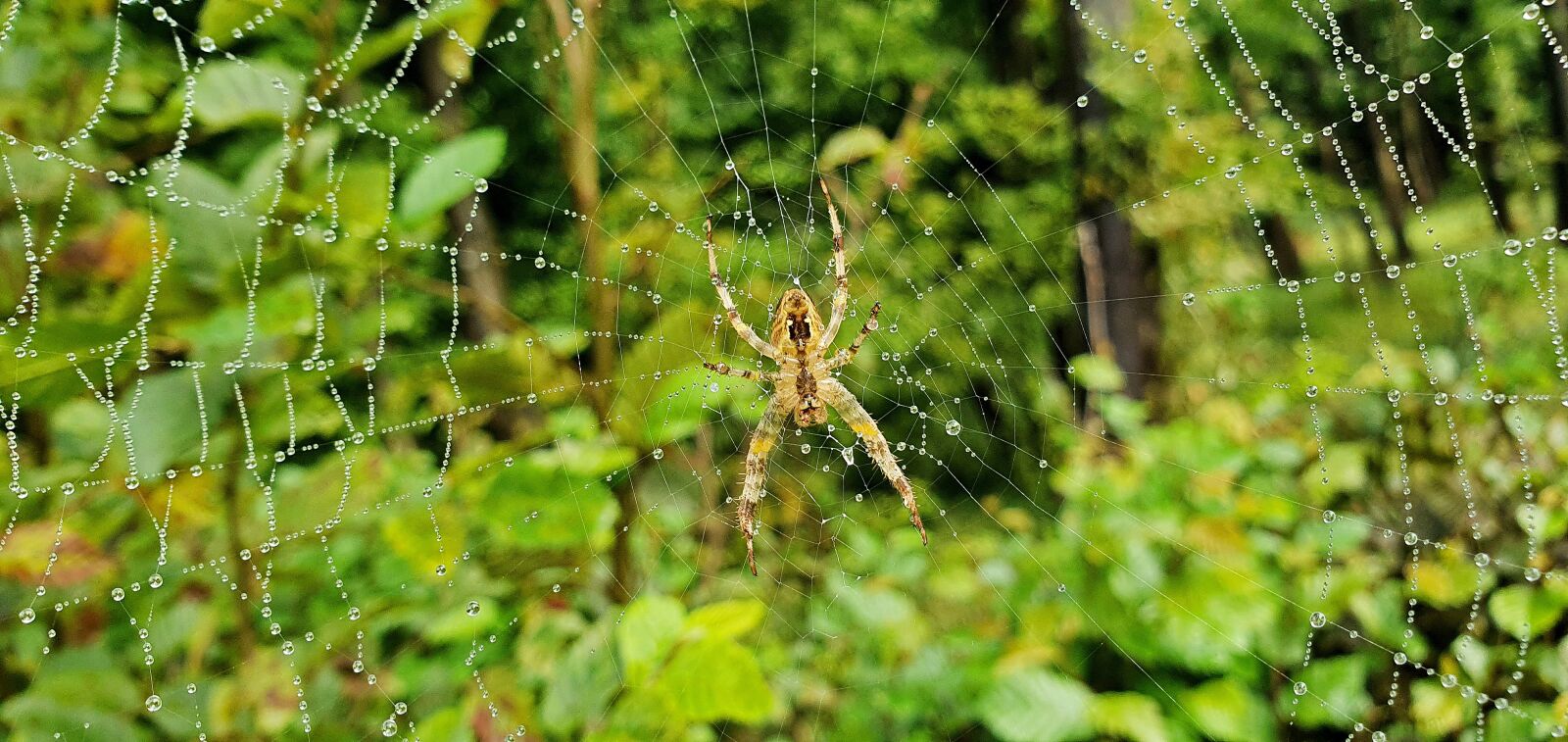 Samsung Galaxy S10e sample photo. Spider, cobweb, forest photography