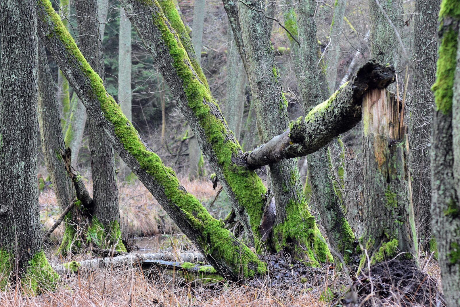 Nikon D3400 sample photo. Forest, nature, tree photography