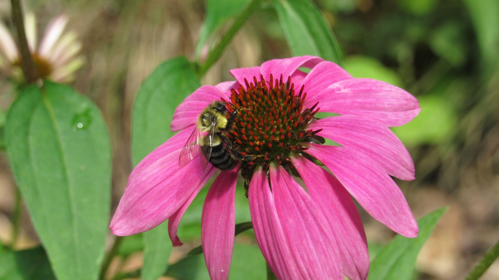 Canon PowerShot SX530 HS sample photo. Bee, flower, insects photography