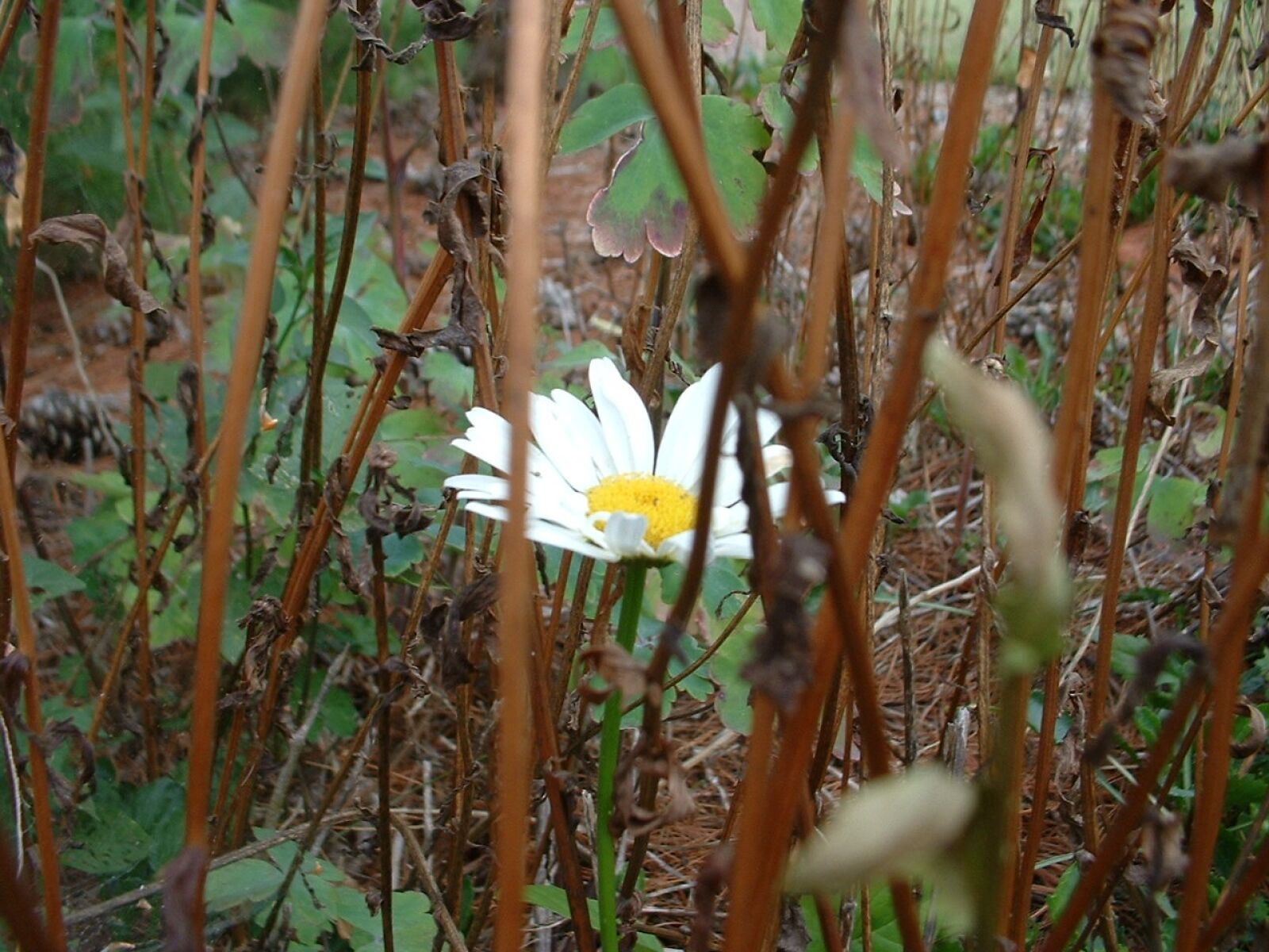 Fujifilm FinePix2650 sample photo. Daisy, floral, plant photography