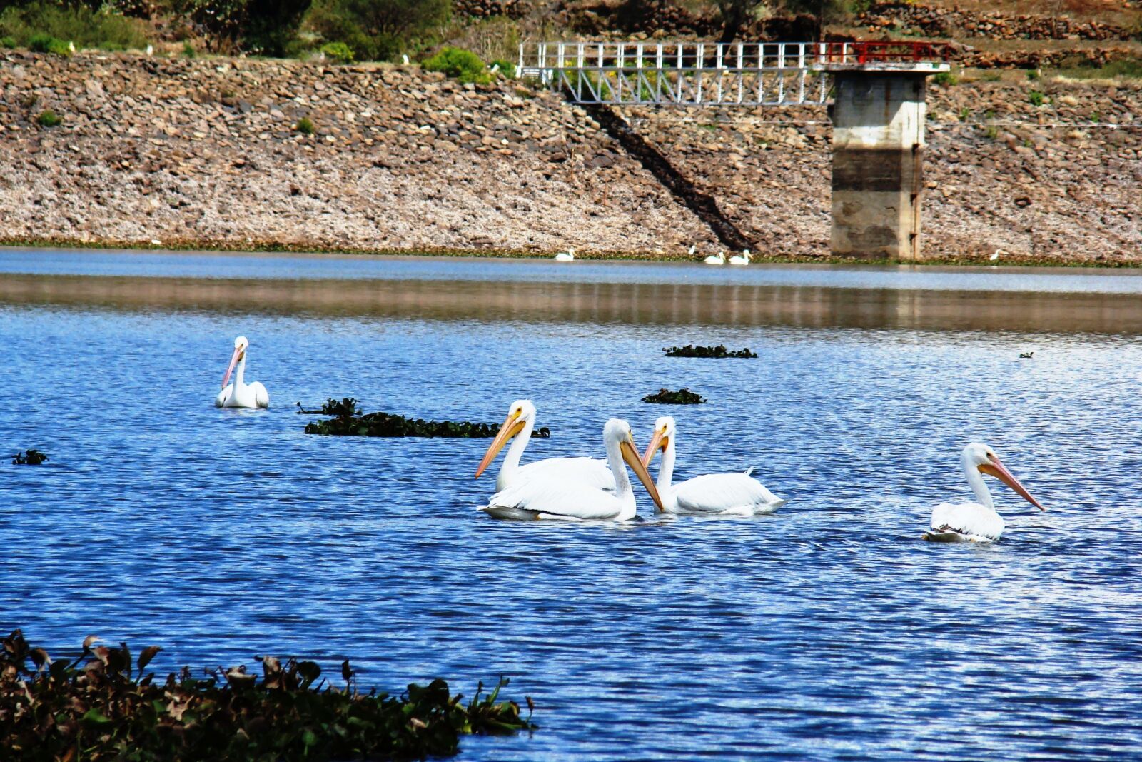 Sony DSC-H7 sample photo. Pelicans, pelicans in water photography