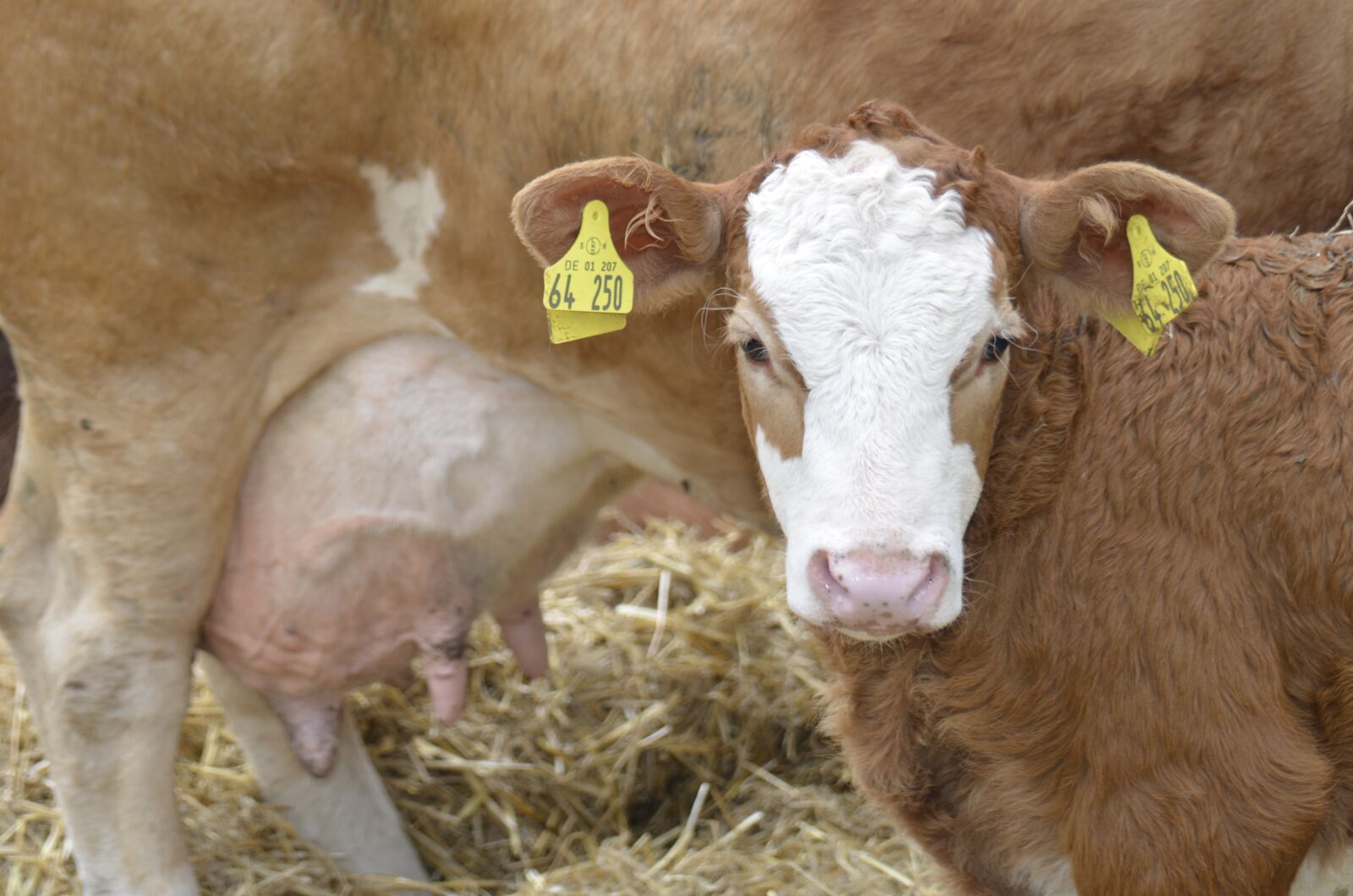 Nikon D7000 sample photo. Calf, cow, udder photography