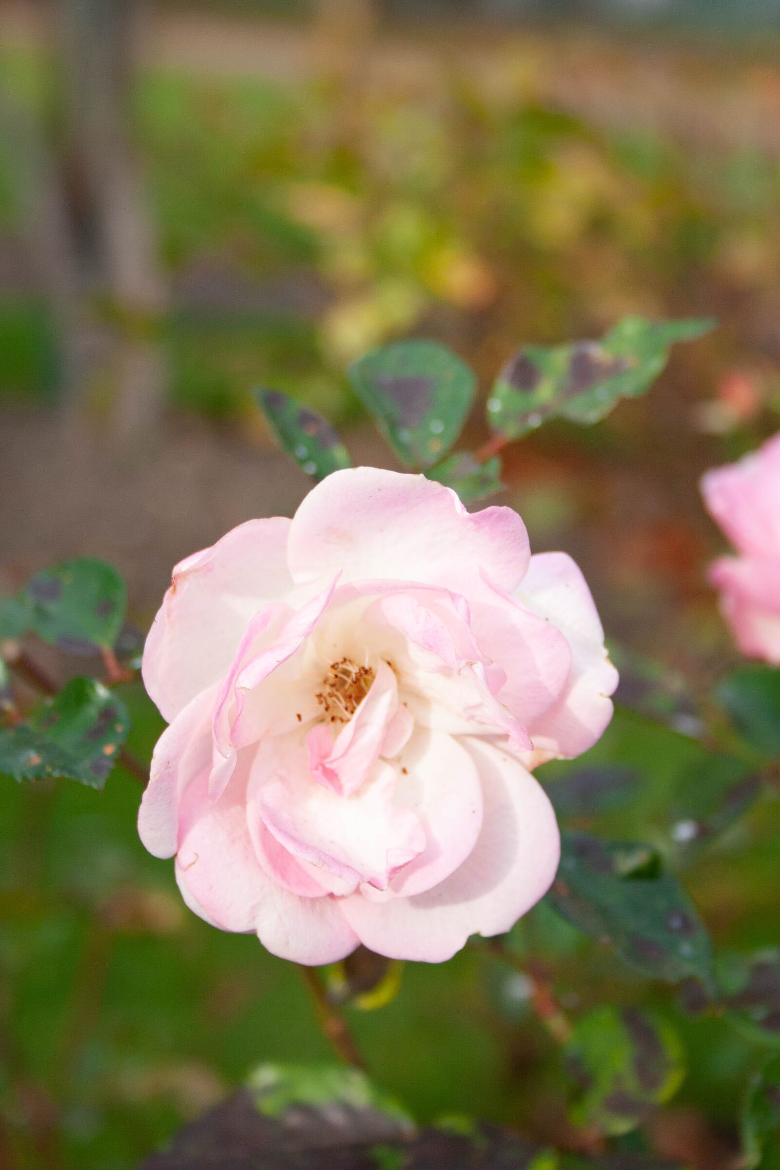 Canon EOS 350D (EOS Digital Rebel XT / EOS Kiss Digital N) sample photo. Pink, rose, delicate photography