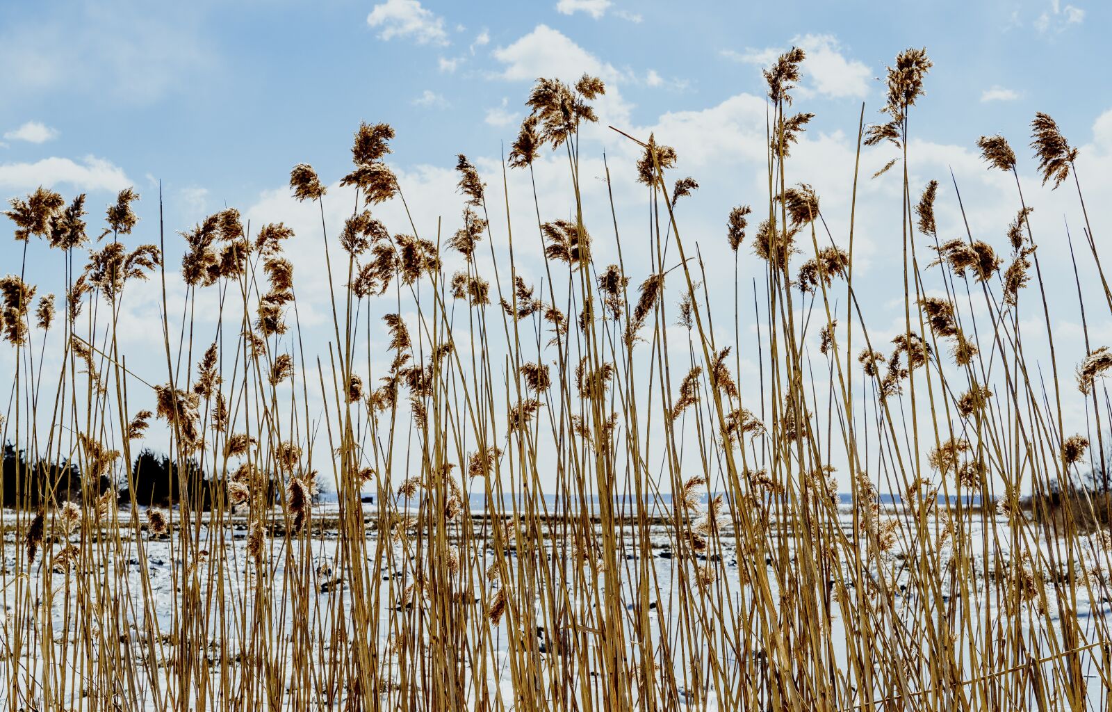 Sony a7R + Sony FE 24-240mm F3.5-6.3 OSS sample photo. Clouds, reeds, bay photography