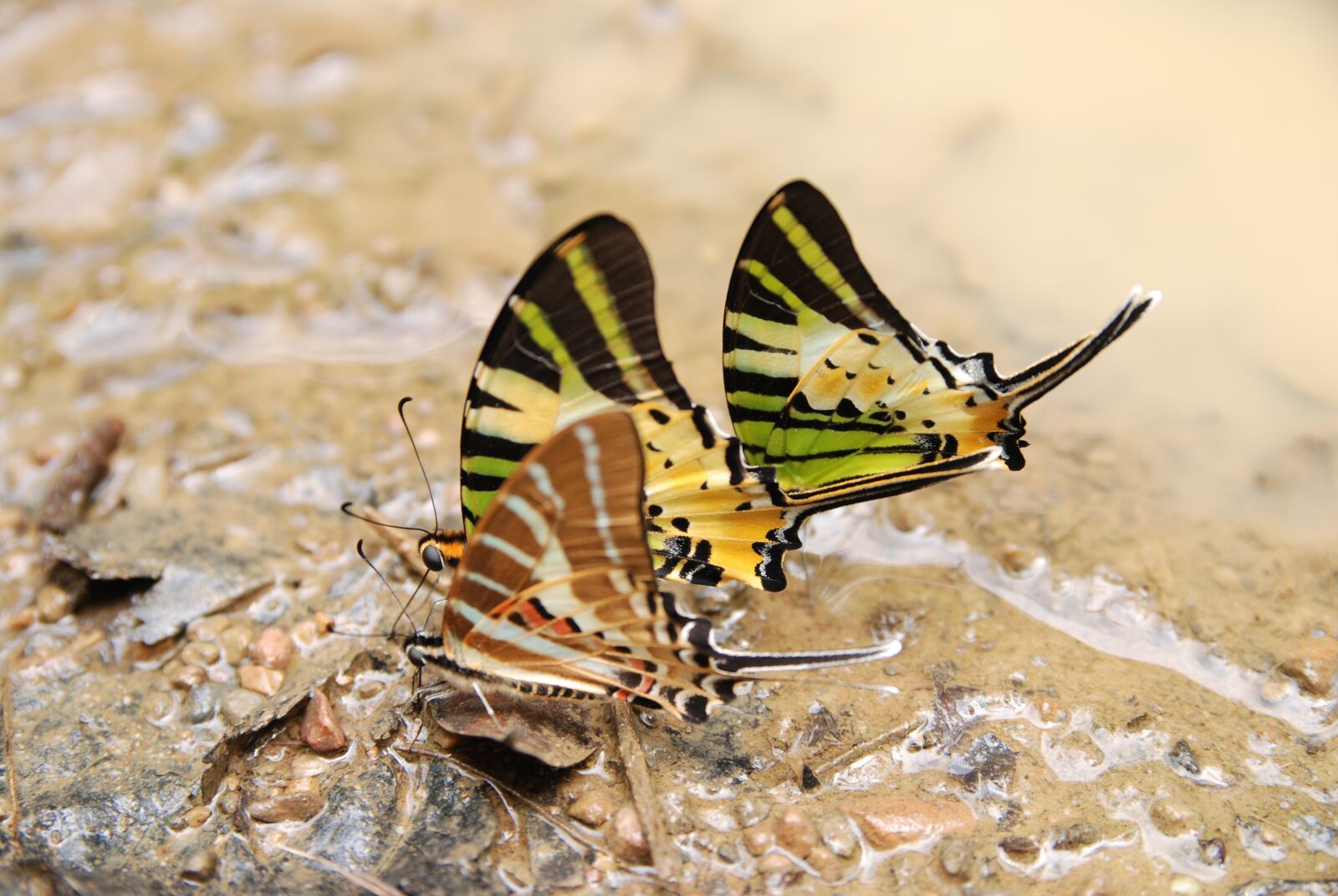 Nikon D80 sample photo. Nature, butterfly, animals photography