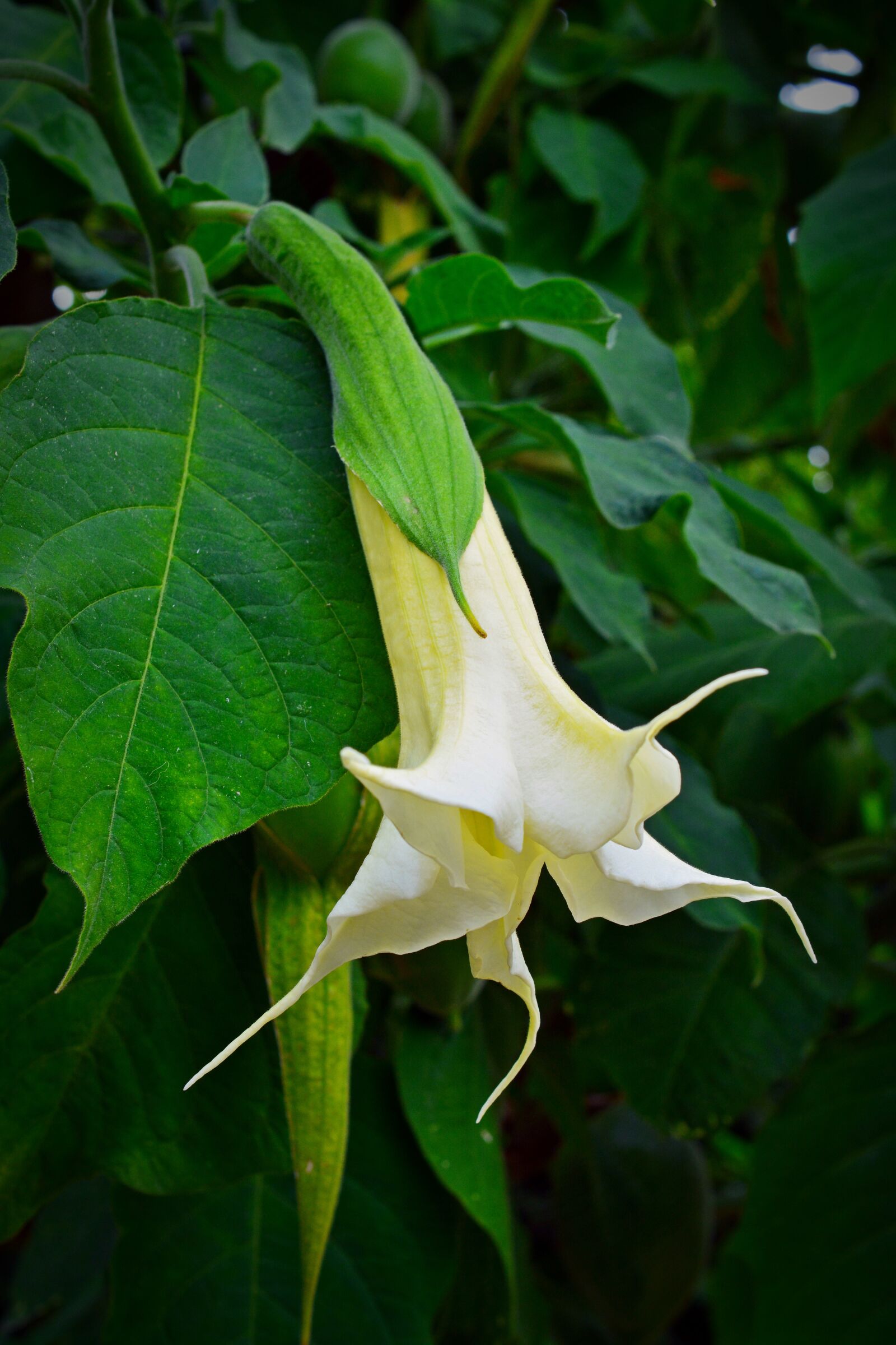 Nikon D5200 sample photo. Flower, blossom, bloom photography