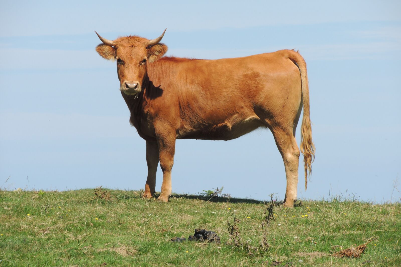 Nikon Coolpix P510 sample photo. Animal, cow, livestock photography