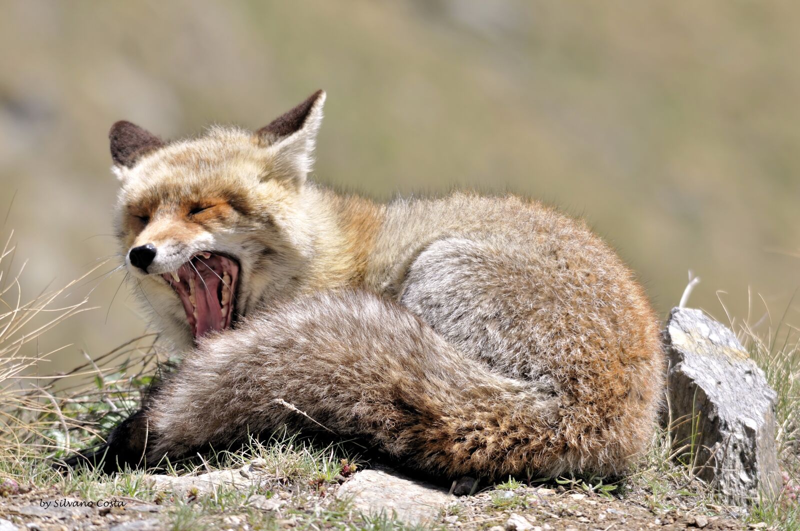 Nikon D90 sample photo. Fox, animals, wild photography