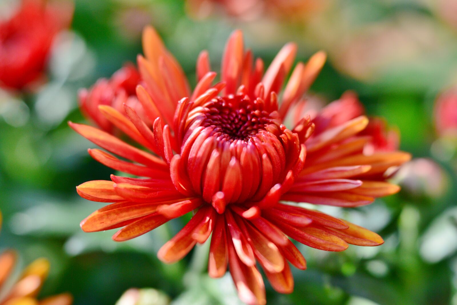 Nikon D600 sample photo. Flower, chrysanthemum, flowers photography
