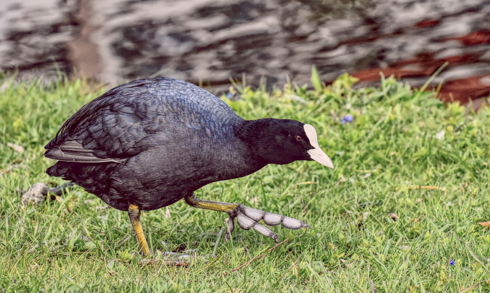 Nikon D7200 sample photo. Coot, water bird, animal photography