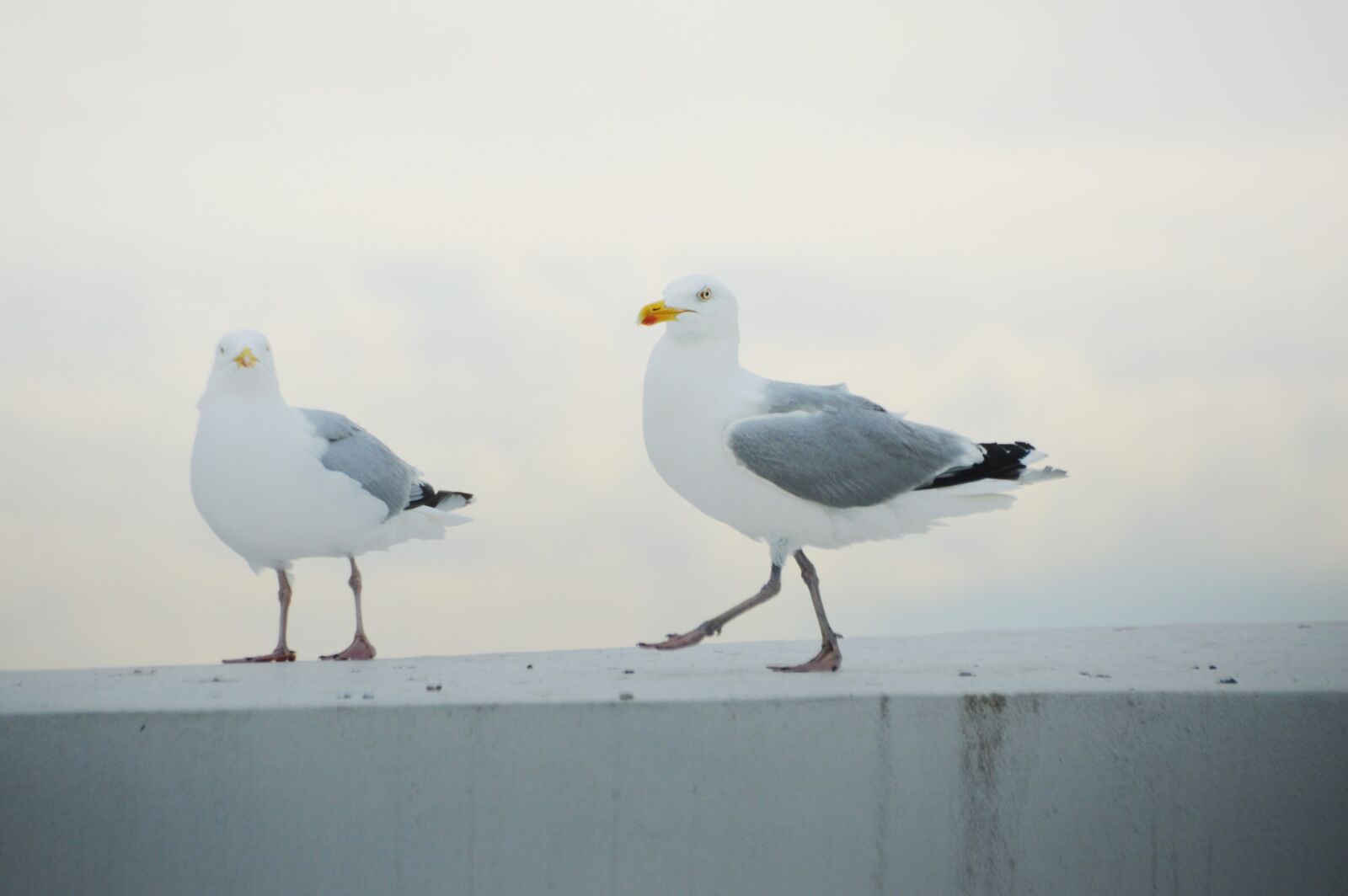 Nikon D3200 sample photo. Bird, seagull, gull photography