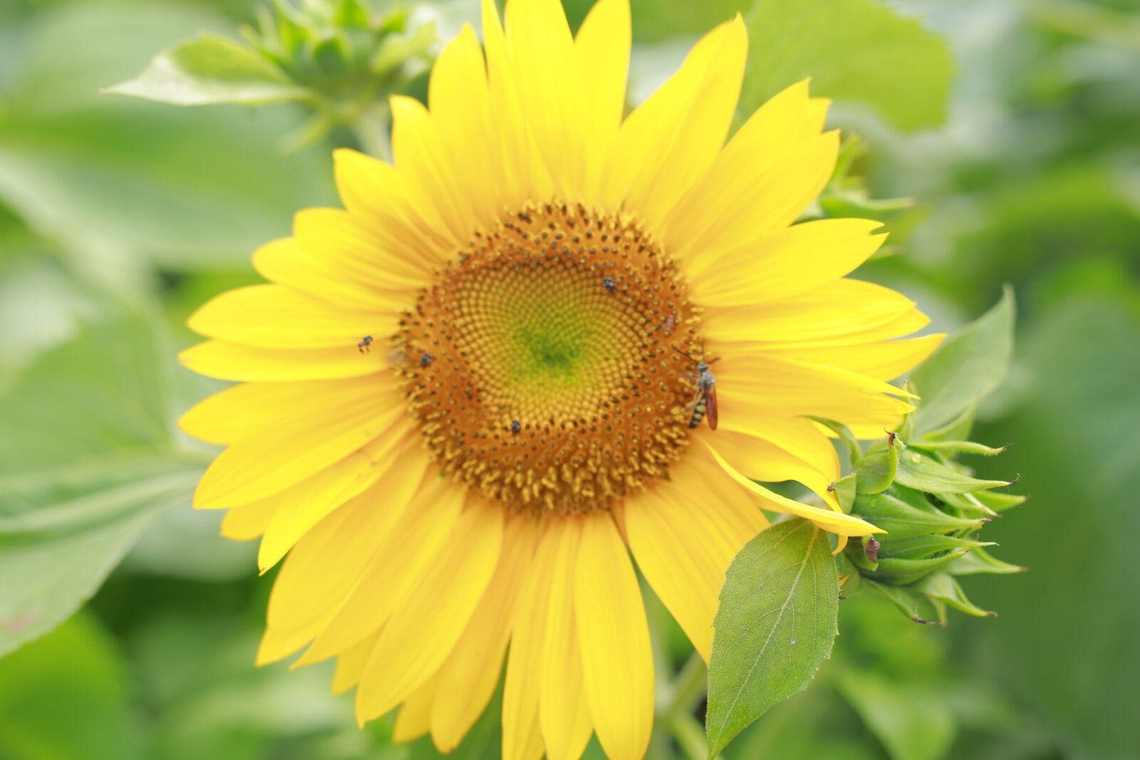 Canon EOS 6D sample photo. Bee, and, sunflower photography