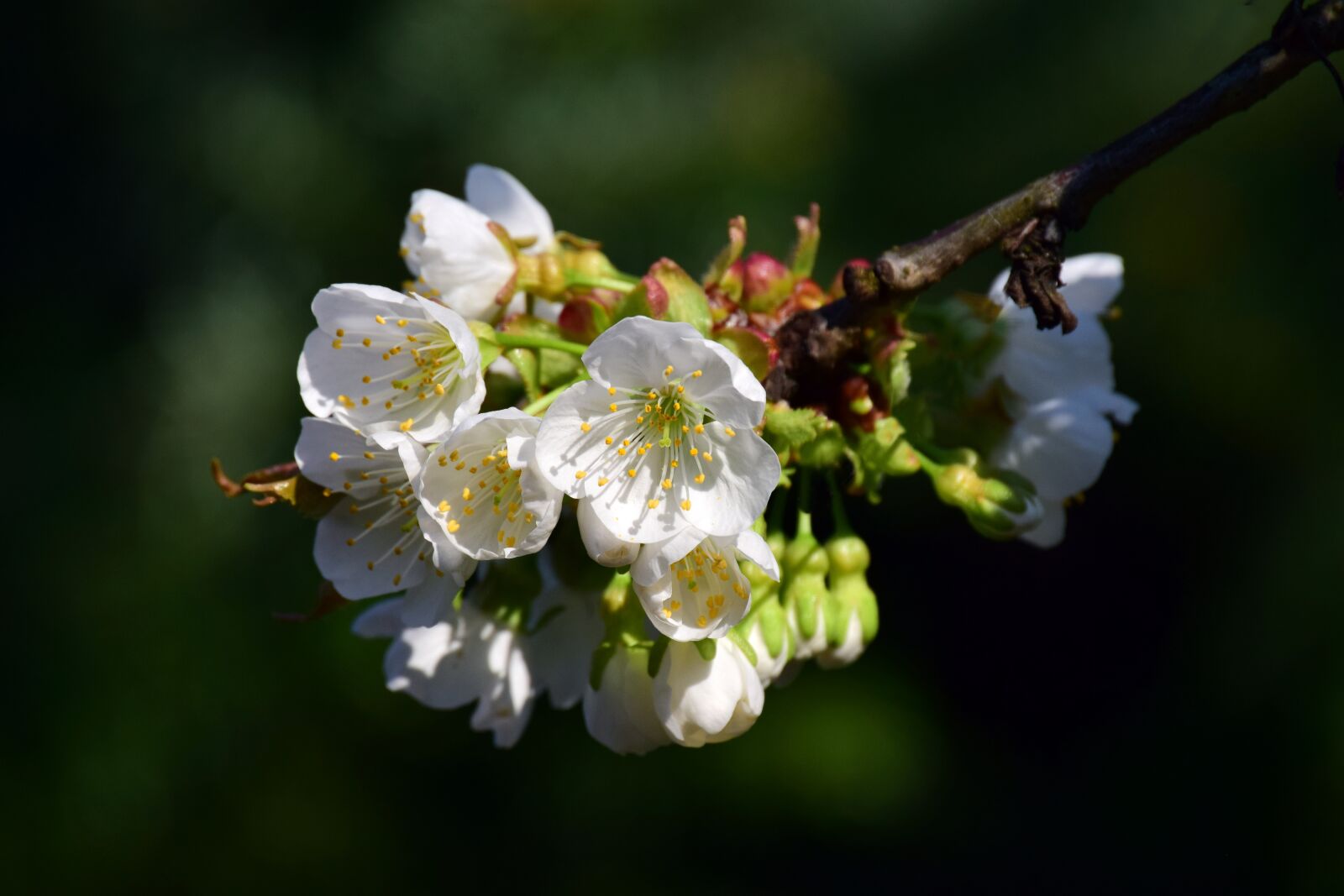 Nikon D3300 sample photo. Cherry blossoms, white, branch photography