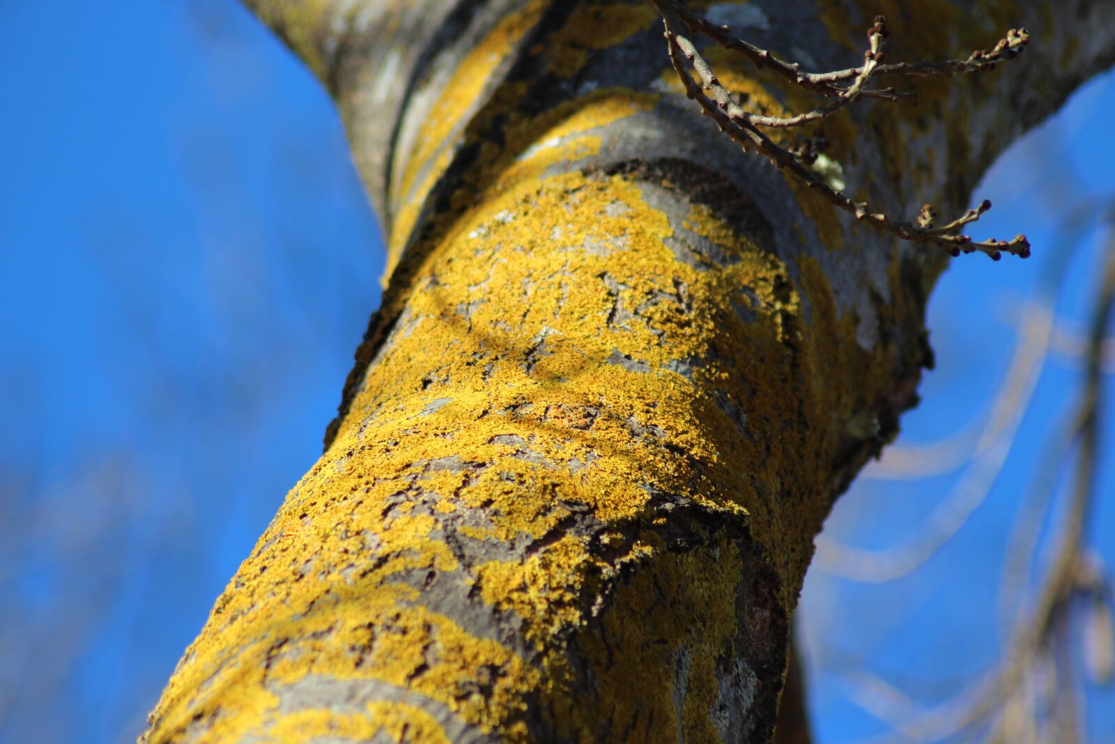 Canon EOS 700D (EOS Rebel T5i / EOS Kiss X7i) sample photo. Lichen, algae, fungi photography