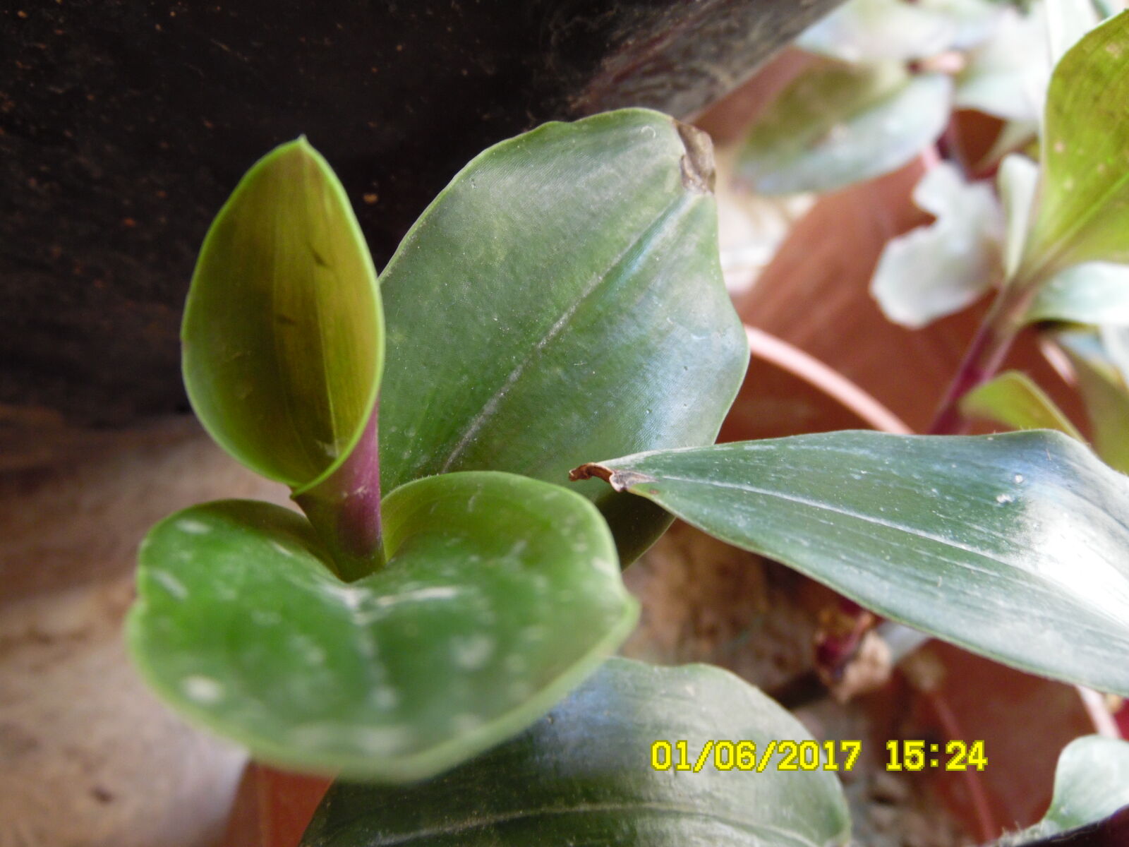 Samsung WB1100F/WB1101F/WB1102F sample photo