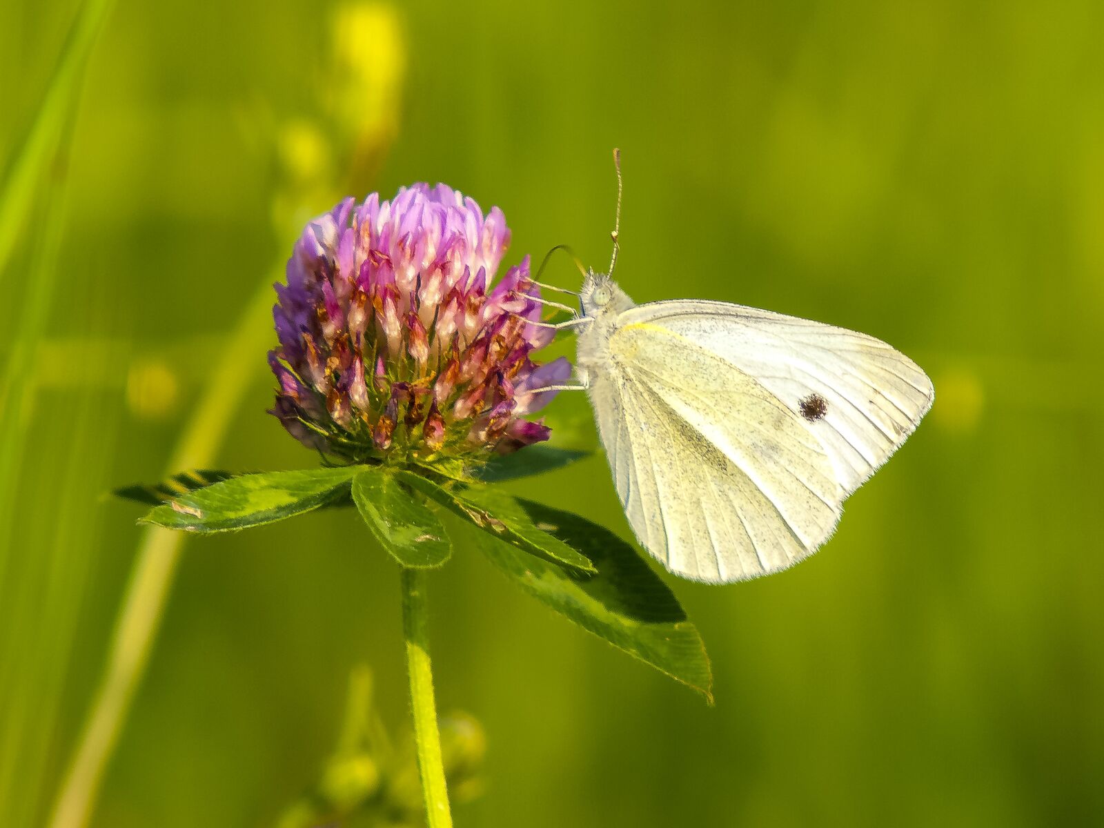 Olympus E-3 sample photo. White, butterfly, insect photography