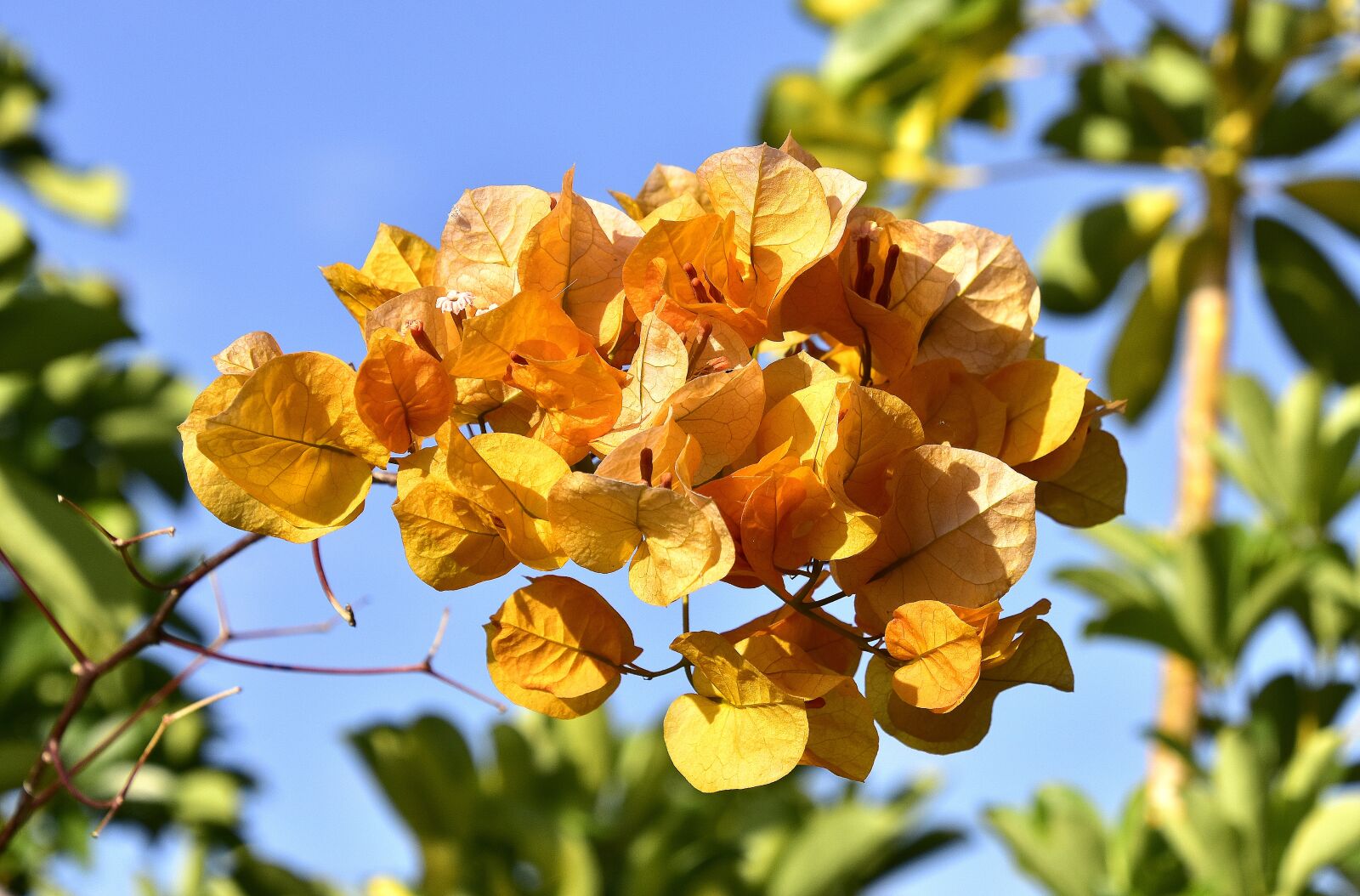 Nikon D7200 sample photo. Flowers, garden, nature photography