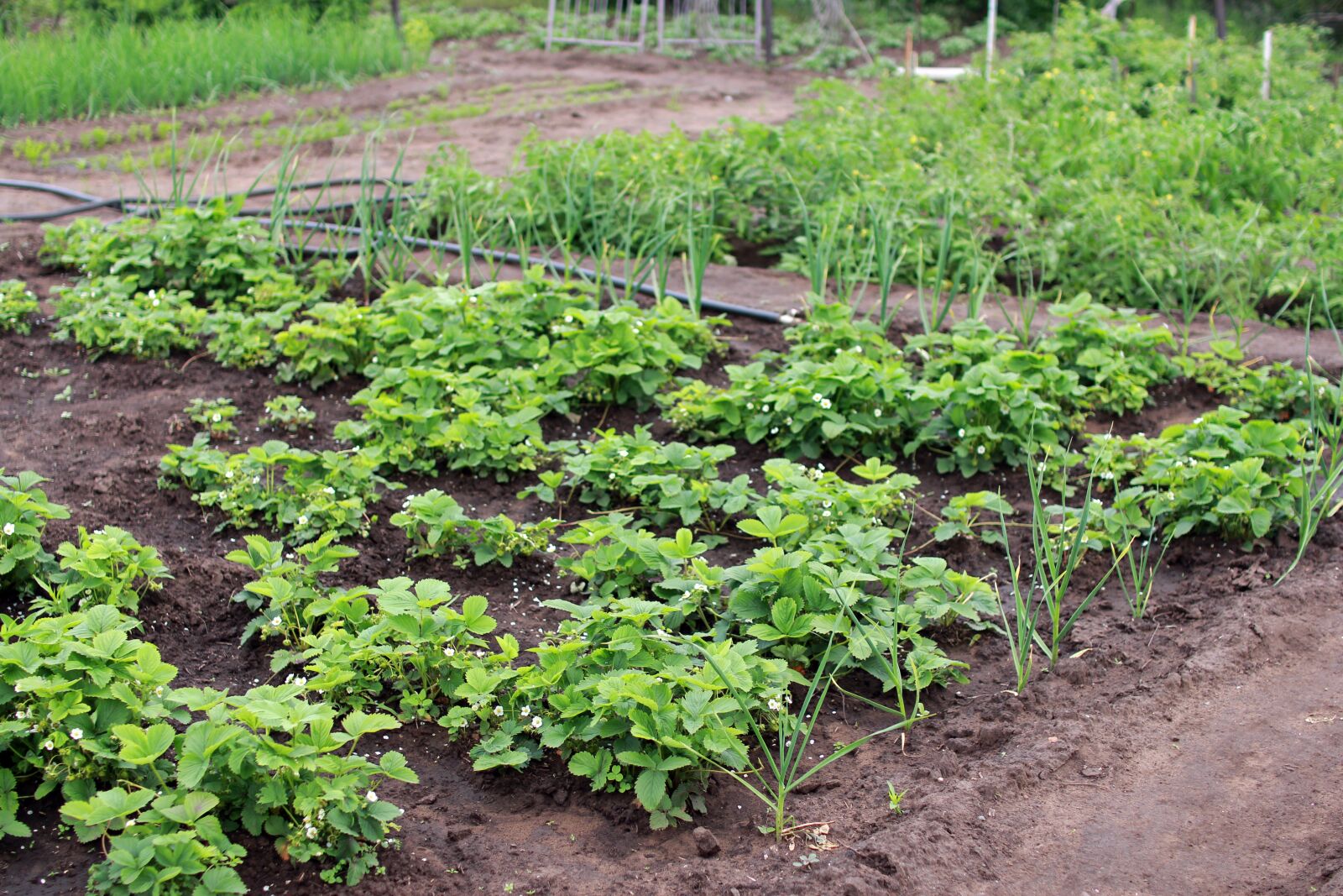 Canon EOS 60D sample photo. Dacha, vegetable garden, harvest photography