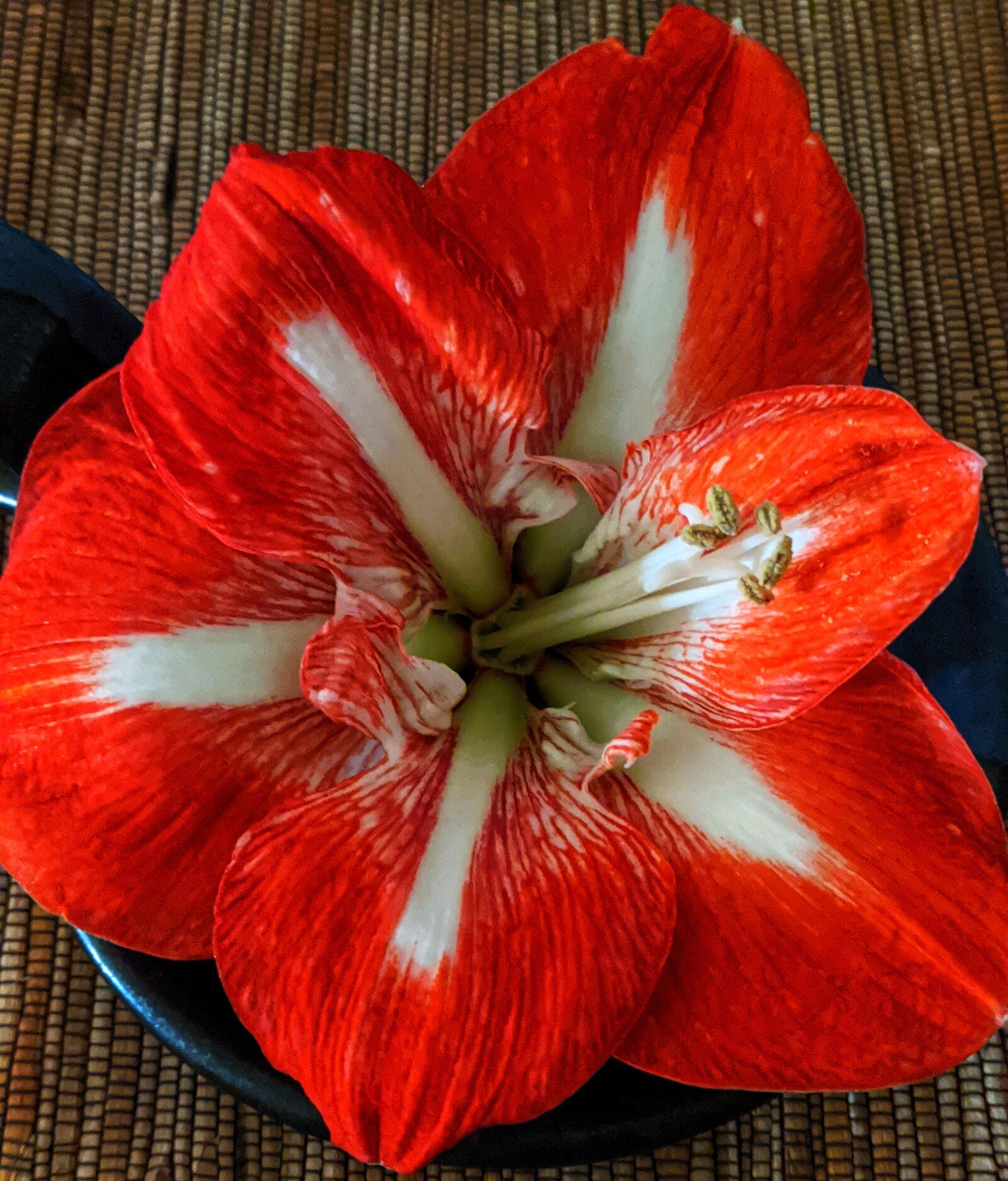Google Pixel 3 XL sample photo. Amaryllis, red amaryllis, red photography