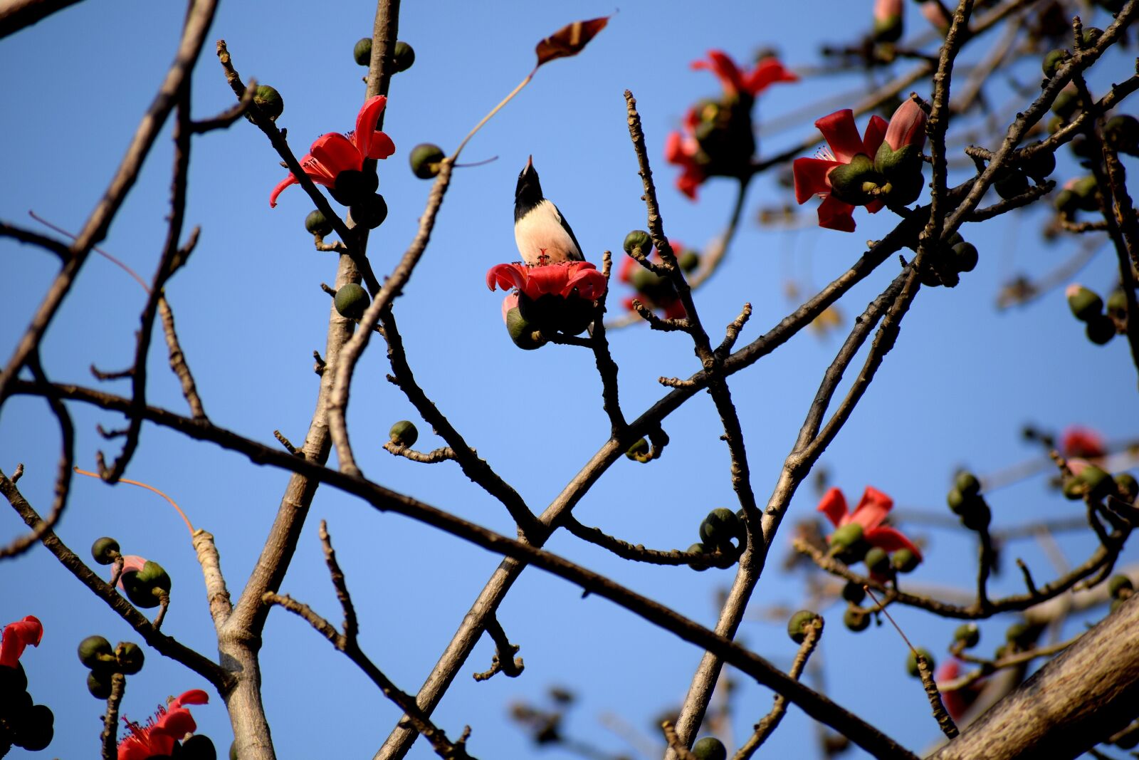 Nikon D3300 sample photo. Tree, branch, flower photography