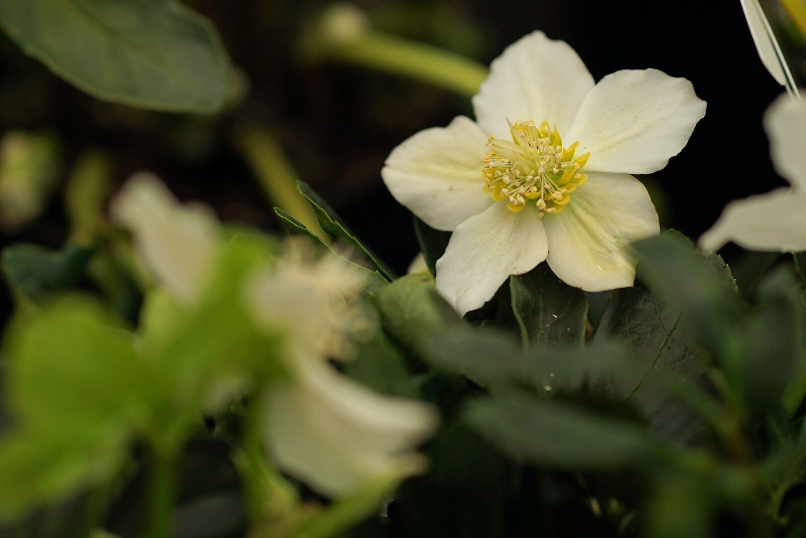 Sony a7 II + ZEISS Batis 85mm F1.8 sample photo. Spring, flower, garden photography