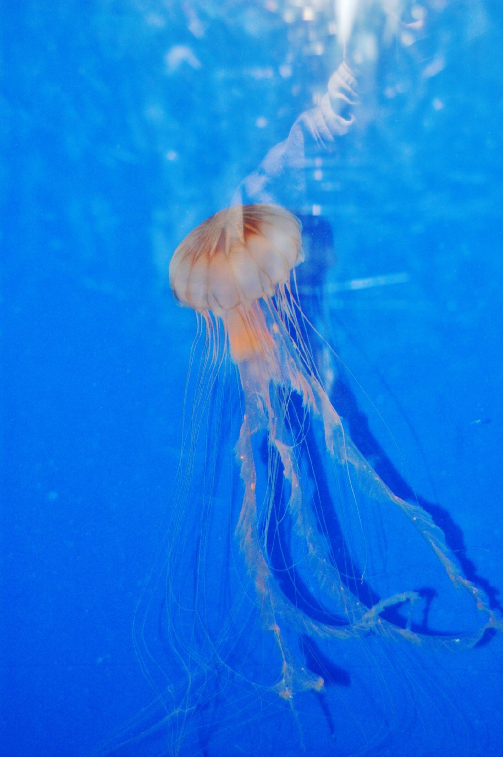 Nikon D40 sample photo. Jellyfish, aquarium, marine photography