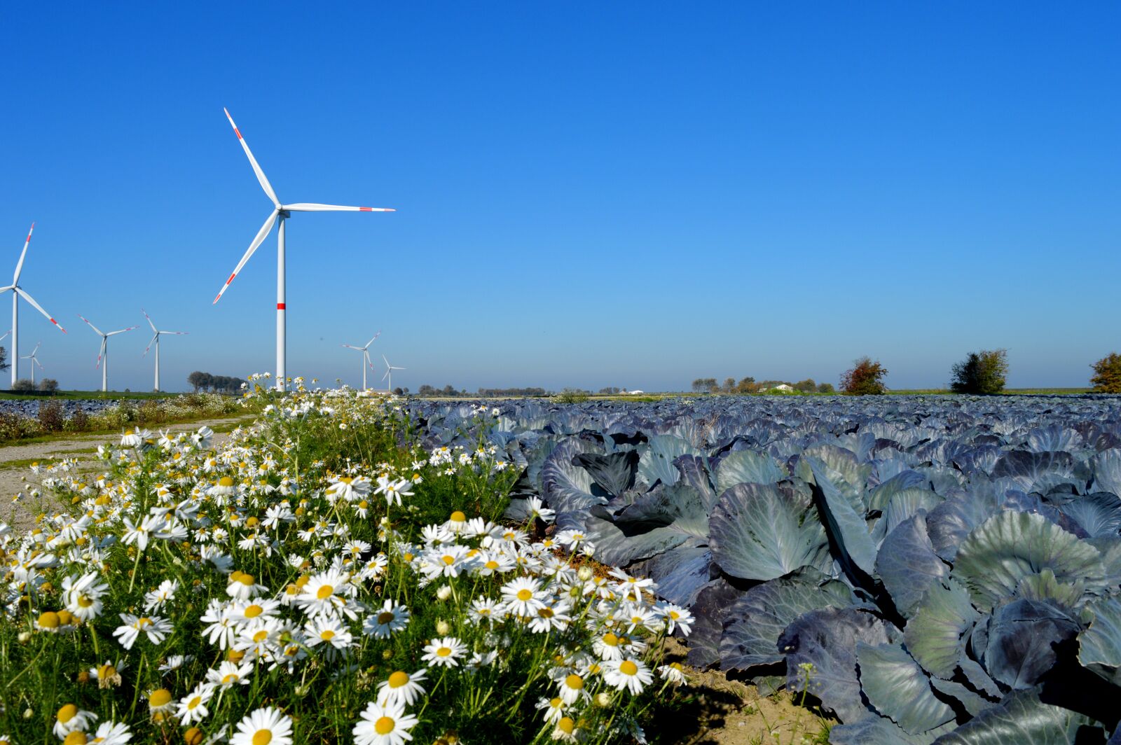Nikon D3200 sample photo. North german landscape, red photography