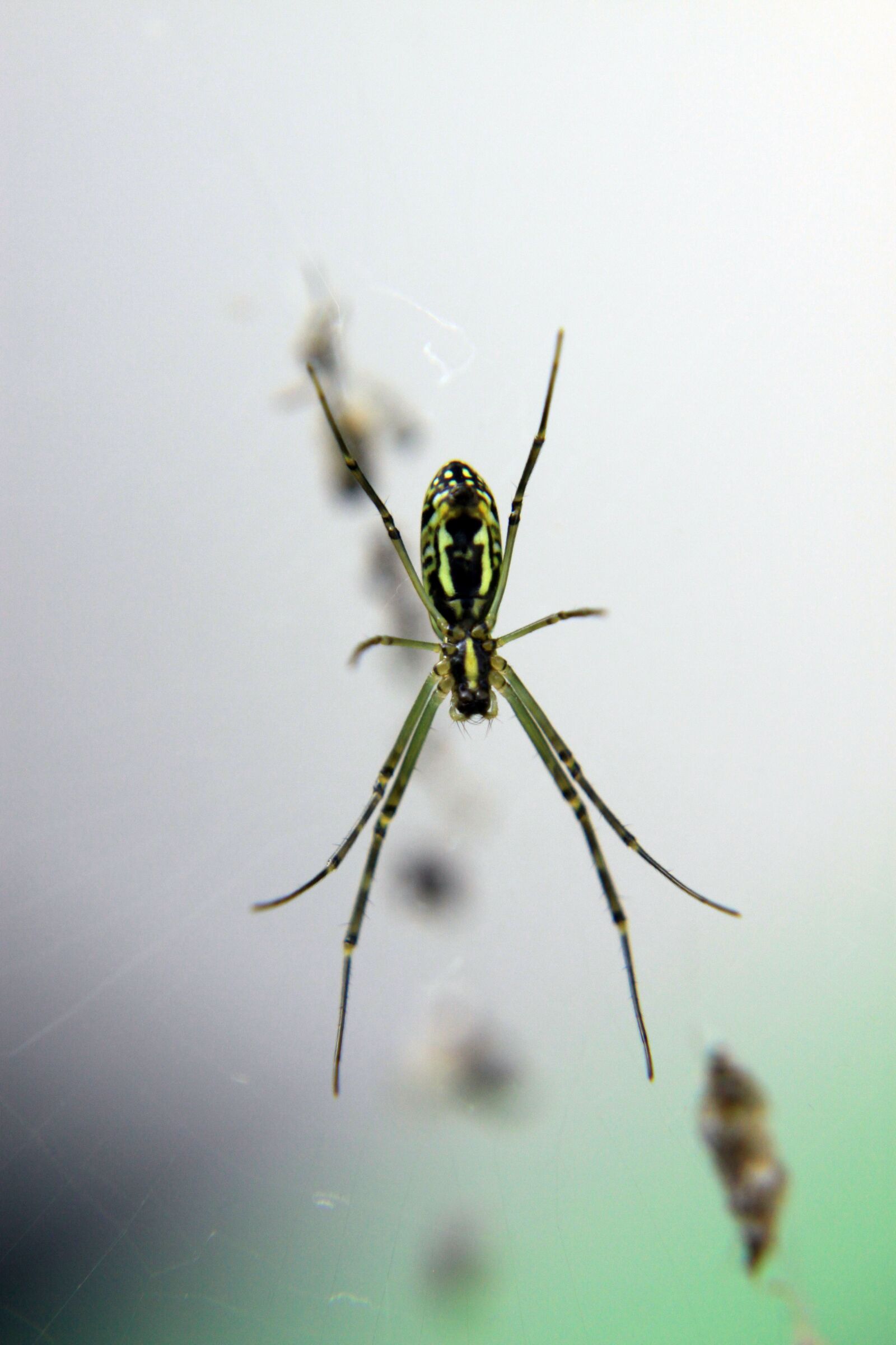 Canon EOS 50D sample photo. Spider, spider close-up, nature photography
