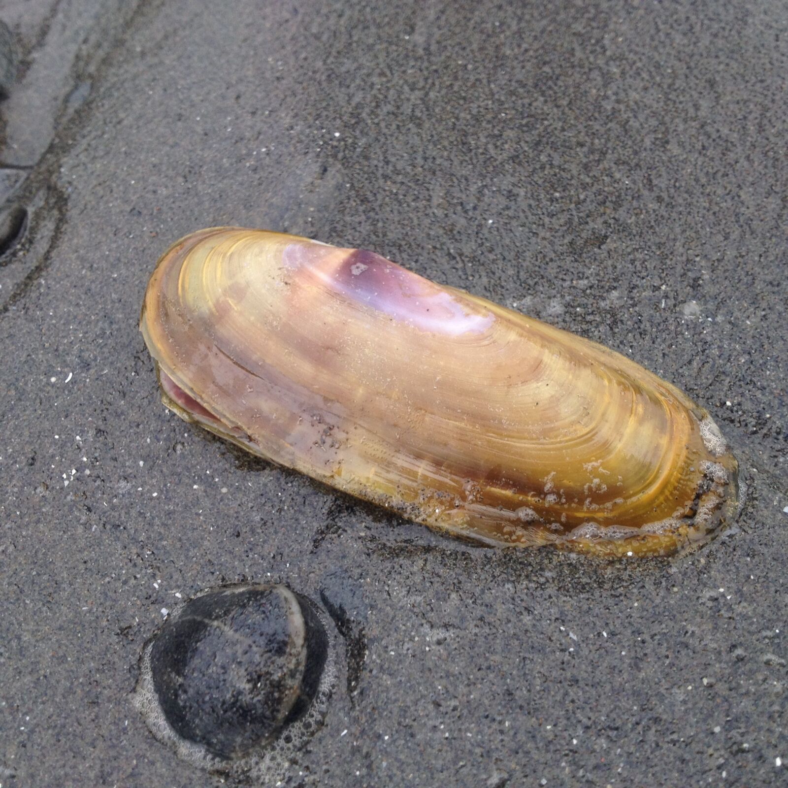iPhone 4S back camera 4.28mm f/2.4 sample photo. Shell, sand, seaside photography
