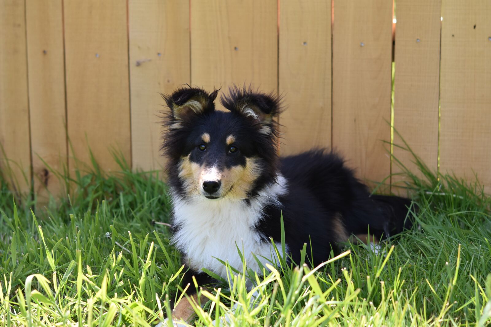 Nikon D5600 sample photo. Dog, pup, shetland sheepdog photography
