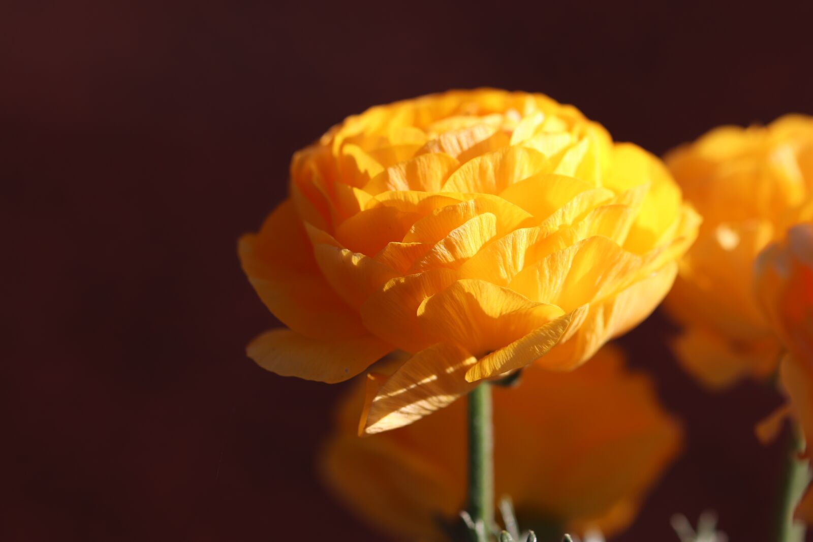 Canon EOS 800D (EOS Rebel T7i / EOS Kiss X9i) sample photo. Yellow flower, anemone, spring photography