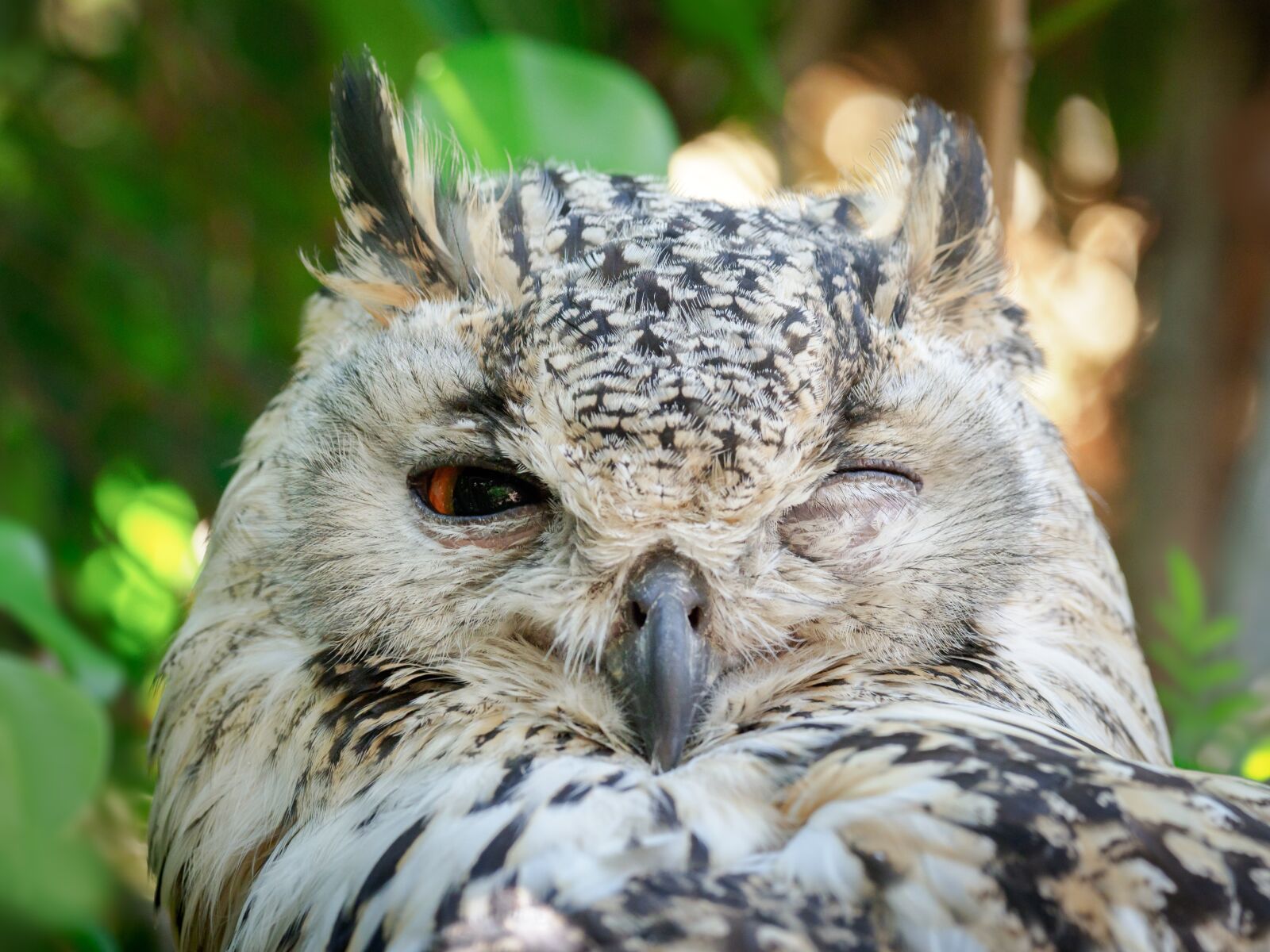OLYMPUS M.300mm F4.0 sample photo. Bengal eagle owl, owl photography