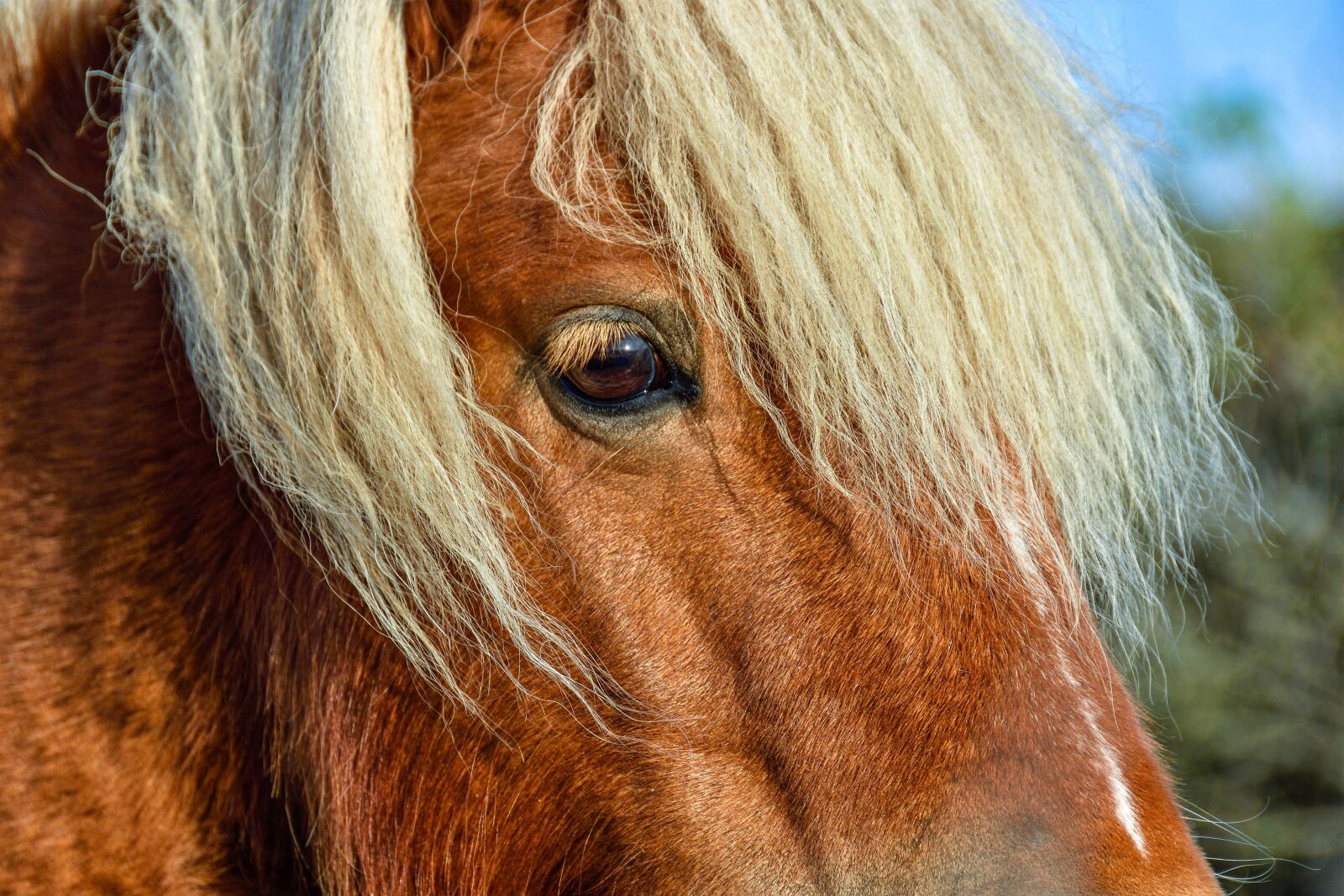 Nikon D7200 sample photo. Pony, horse, animal photography