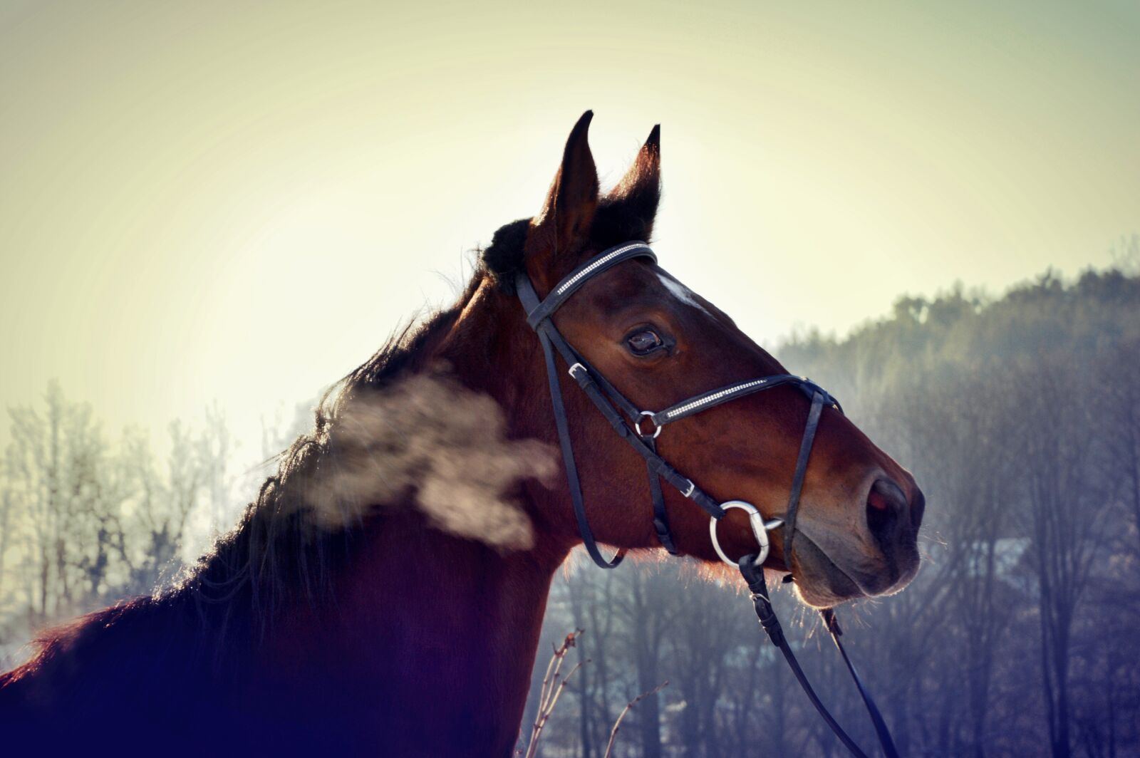 Nikon D3200 sample photo. Horse, warmblood, mare photography