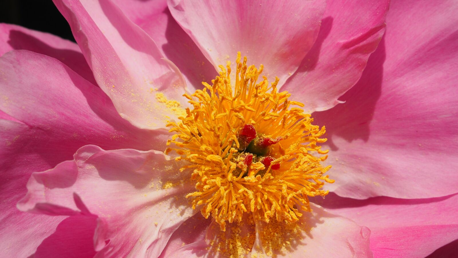 Olympus OM-D E-M10 II sample photo. Pink flower, hairy, macro photography