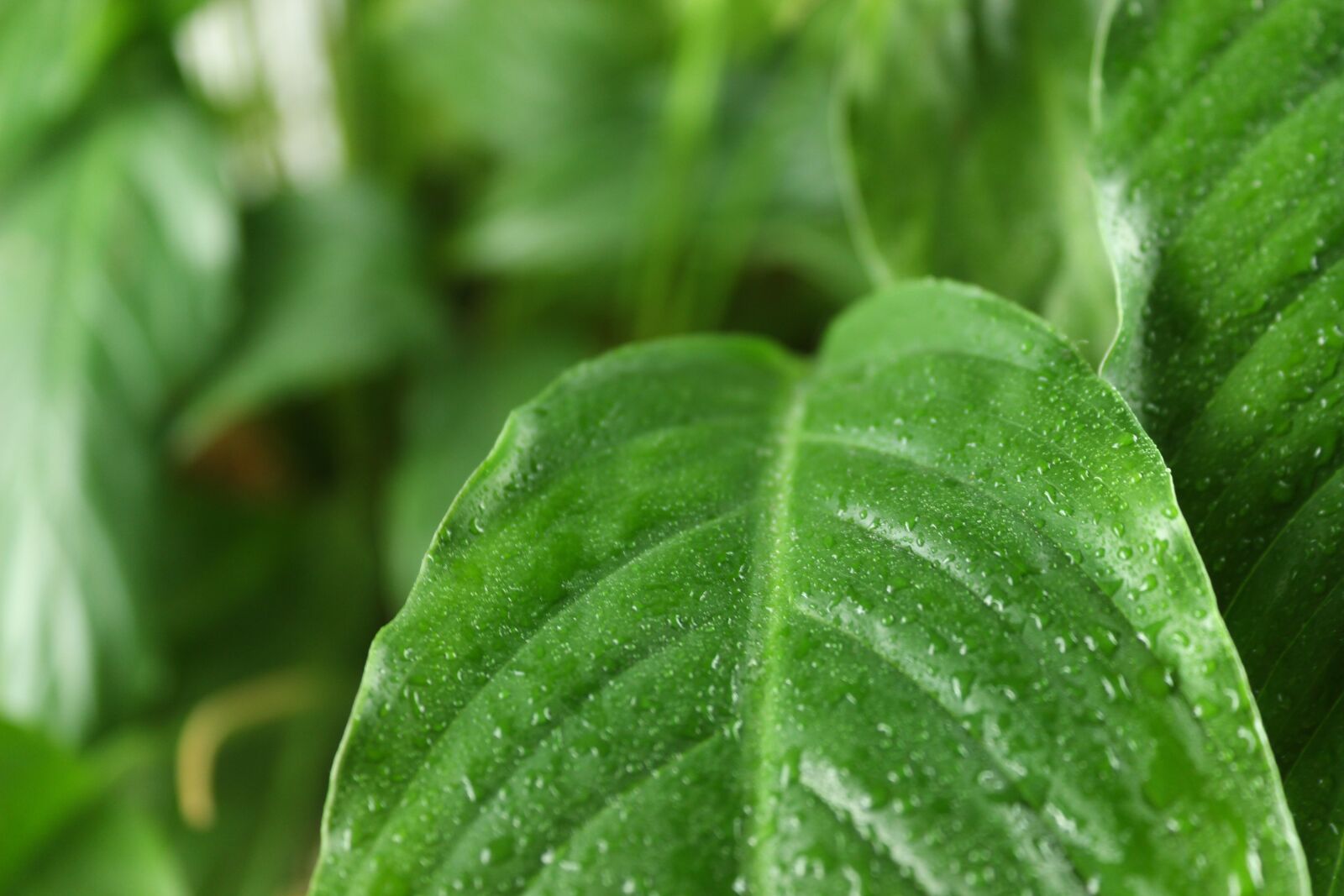 Canon EOS 600D (Rebel EOS T3i / EOS Kiss X5) sample photo. Leaves, beauty, nature photography