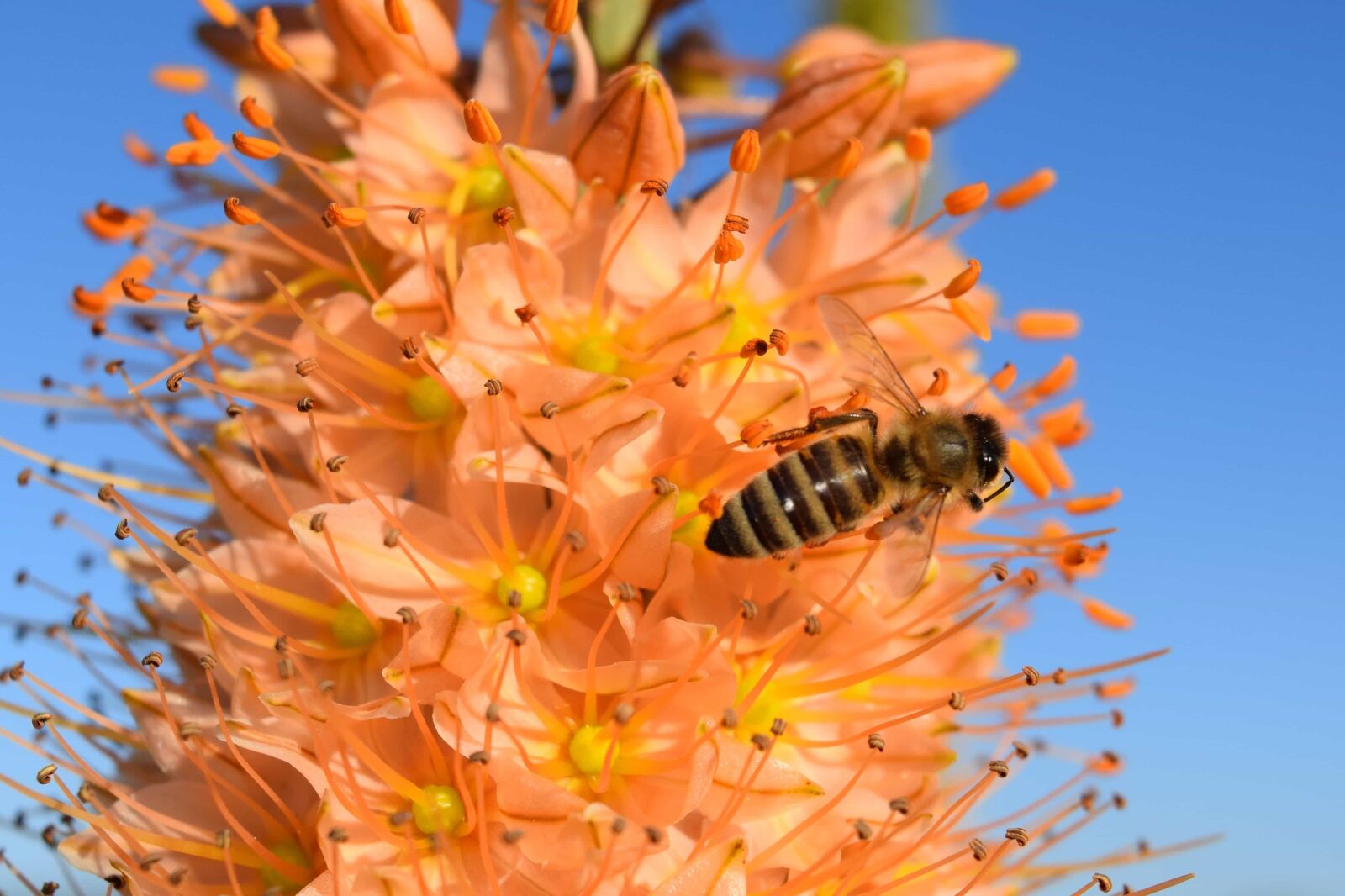 Nikon D3300 sample photo. Nature, flower, insect, bee photography