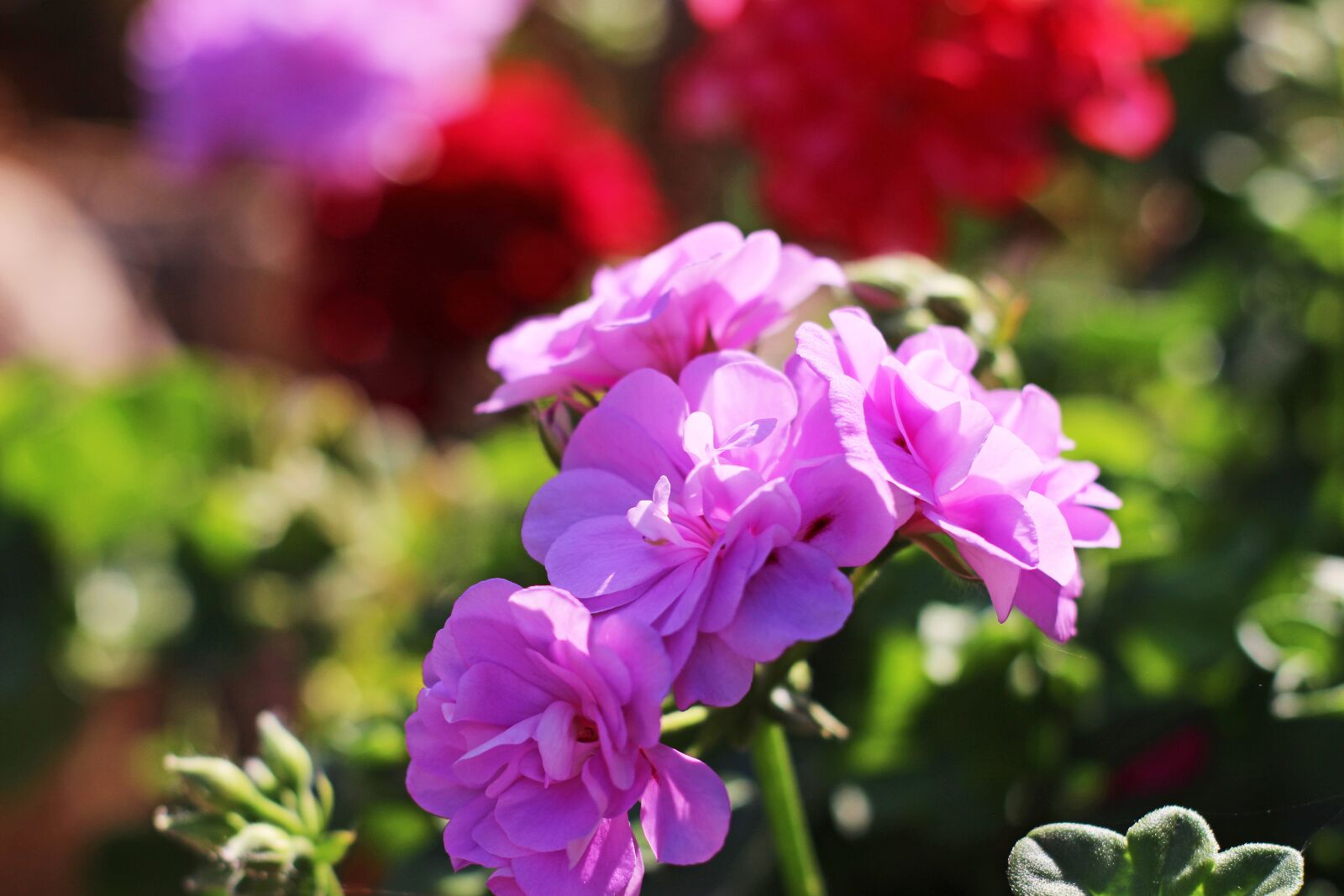 Canon EOS 700D (EOS Rebel T5i / EOS Kiss X7i) sample photo. Geranium, summer flower, flower photography